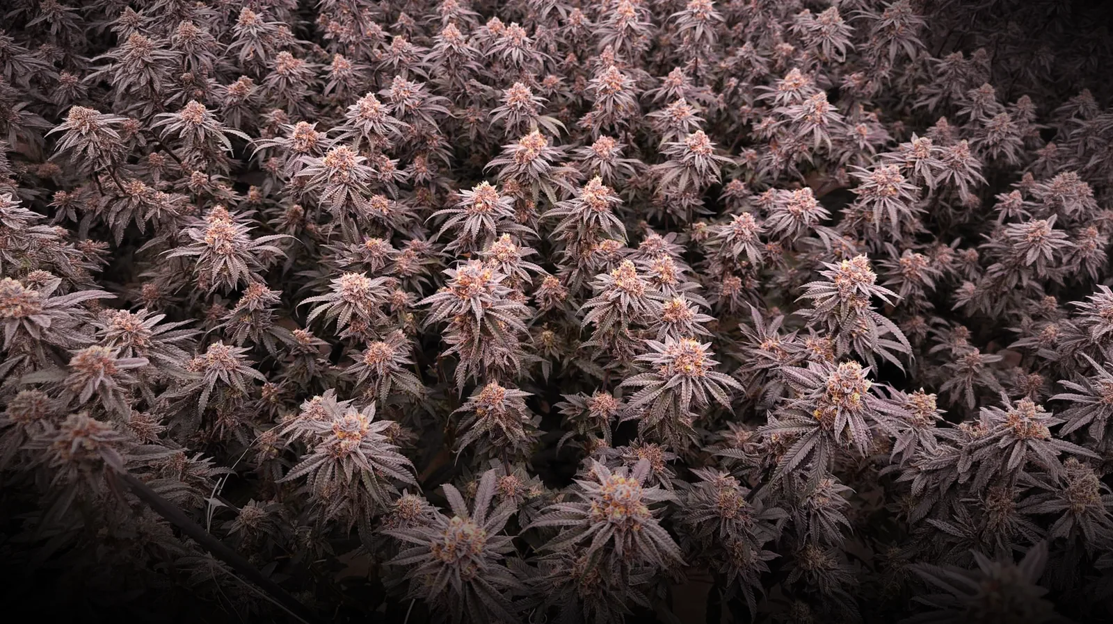 Generative Steering & Bloom Optimization