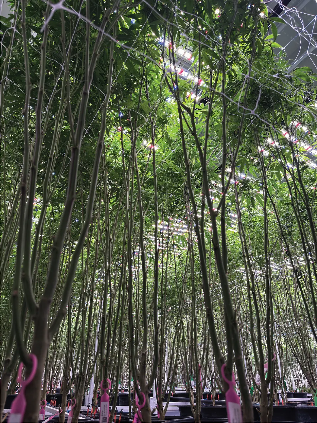 Advanced Canopy Management