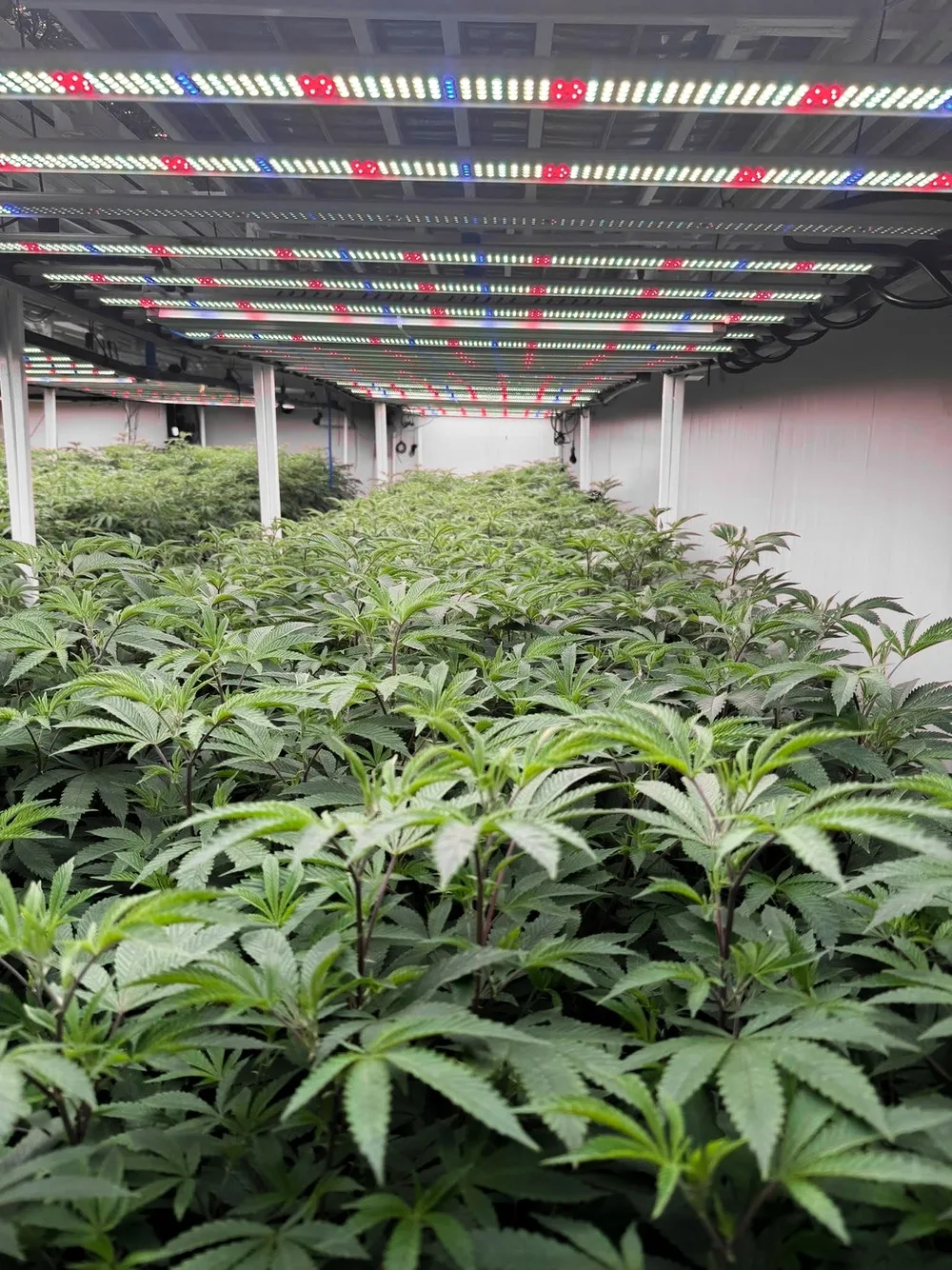 Idol Farm genetics
