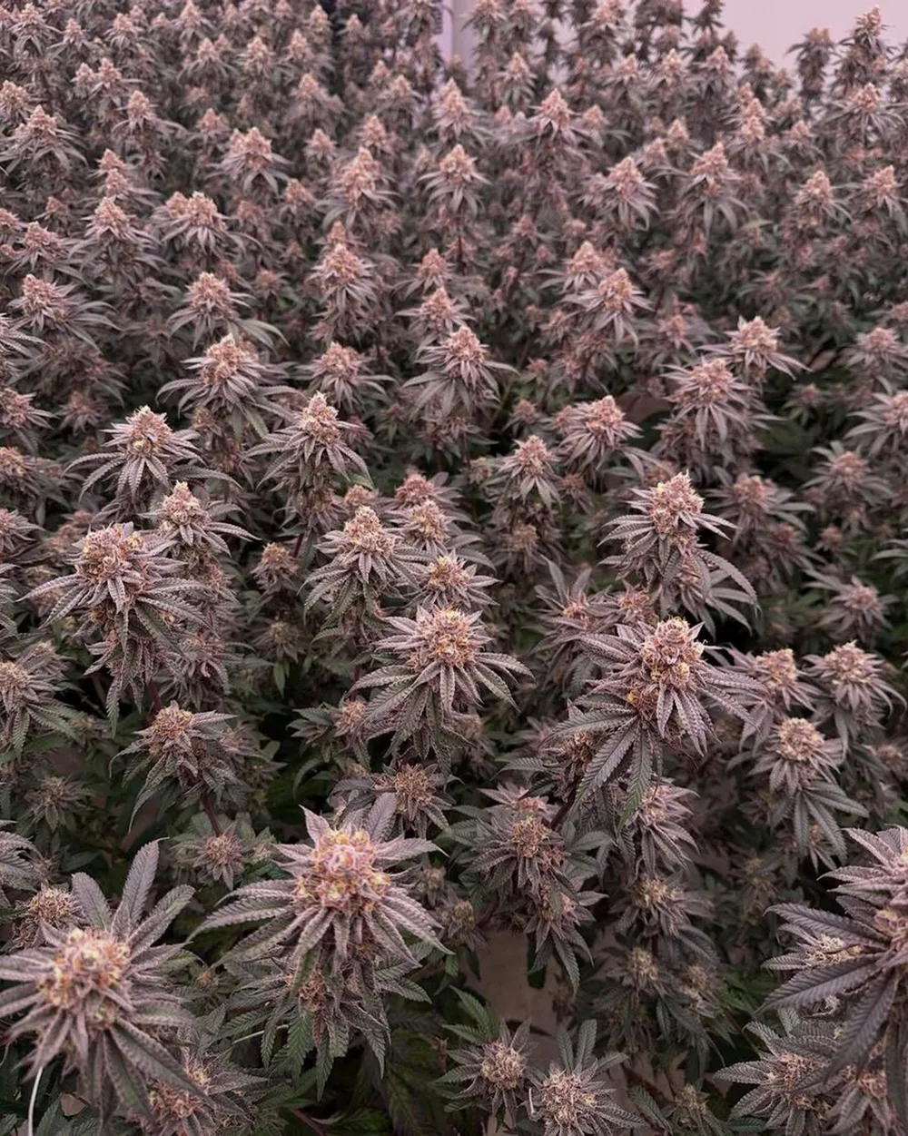 Idol Farm genetics