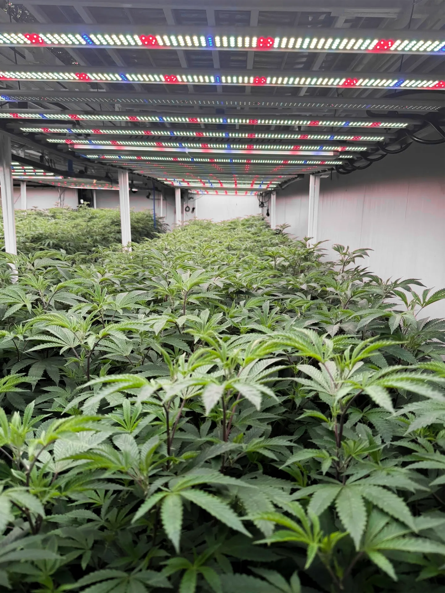 Cannabis plants in the Idol Farm grow room