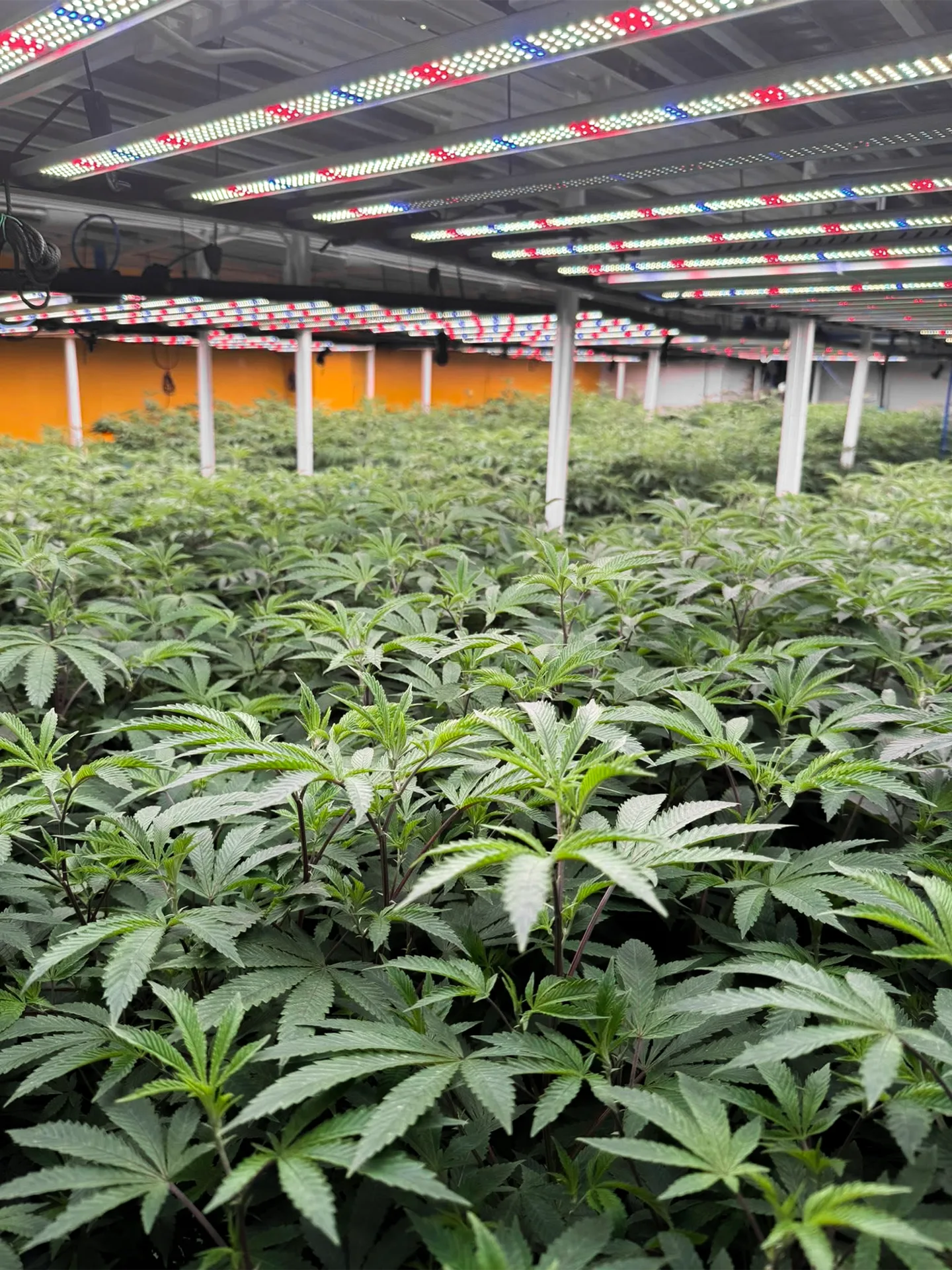 Cannabis plants in the Idol Farm grow room