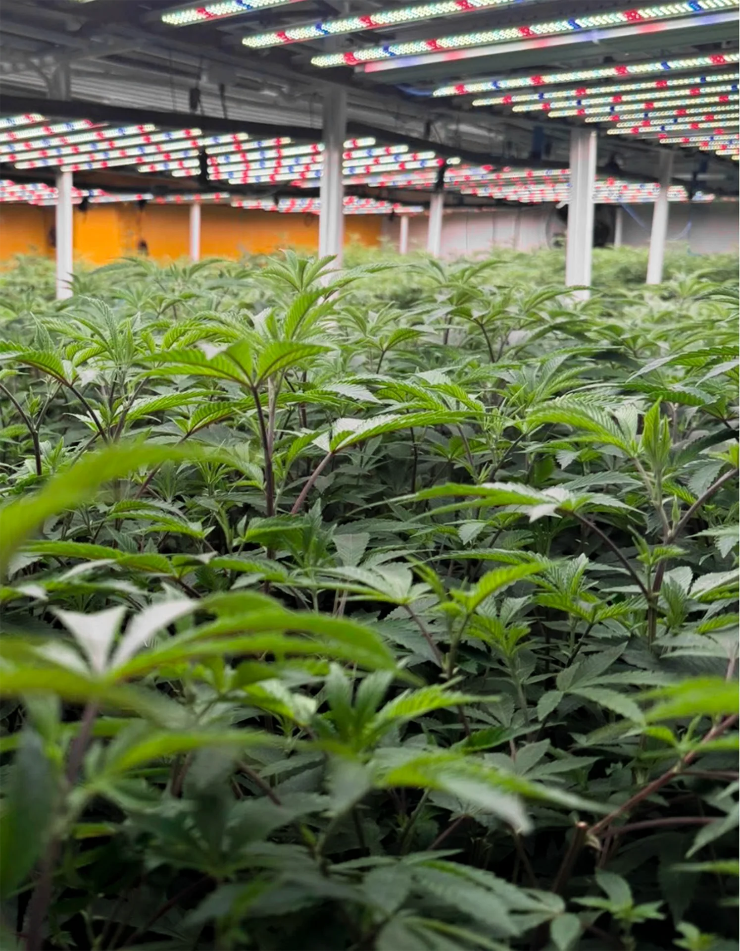 Cannabis plants in the Idol Farm grow room