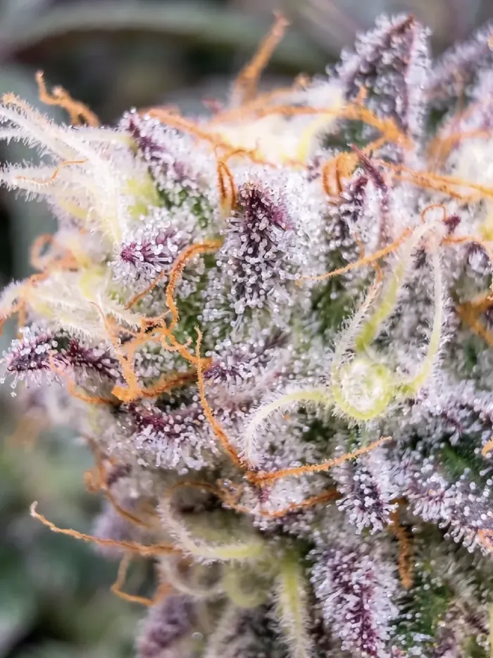 Frosty Papaya Pie flower