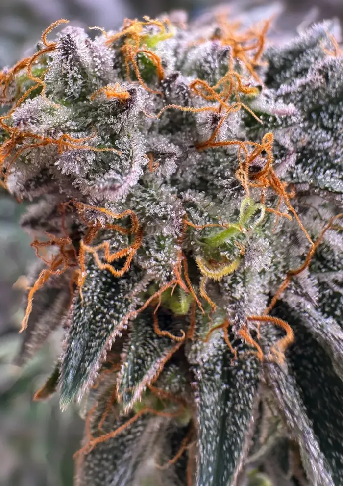Frosty Sour Diesel flower