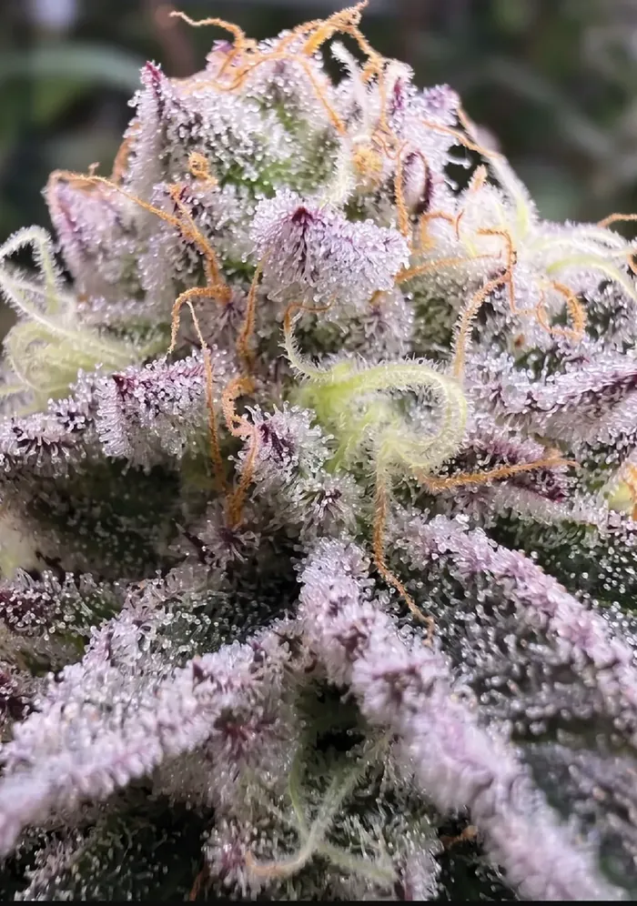 Rozay flower