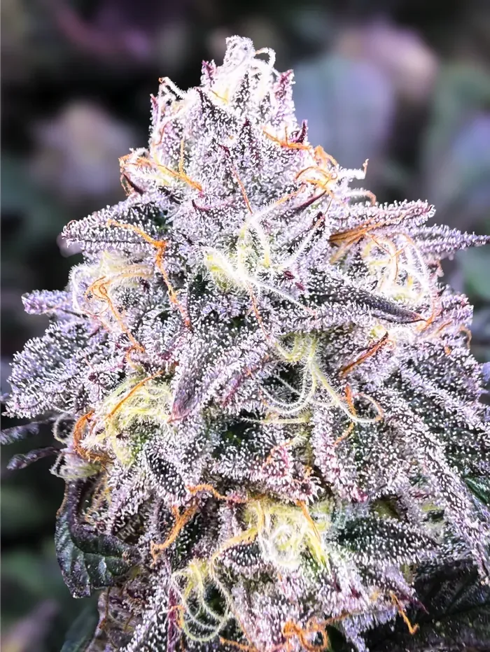 Shadow Neon flower