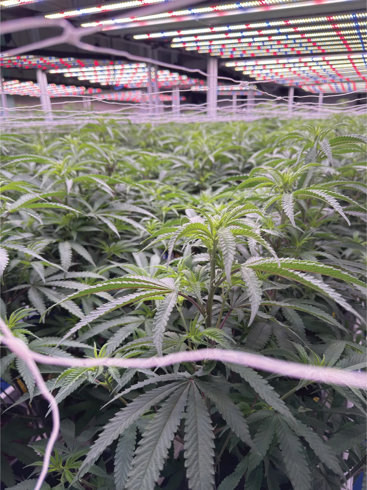 Rigorous Phenotype Selection
