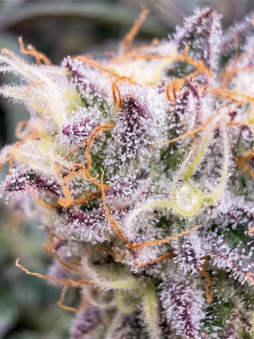Frosty Papaya Pie
