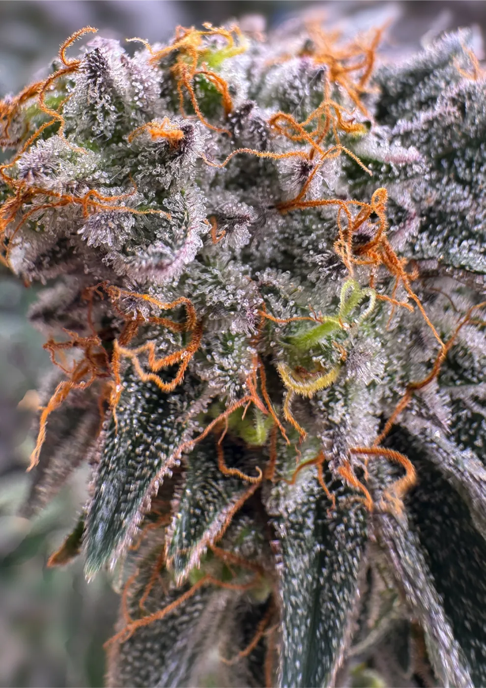 Frosty Sour Diesel