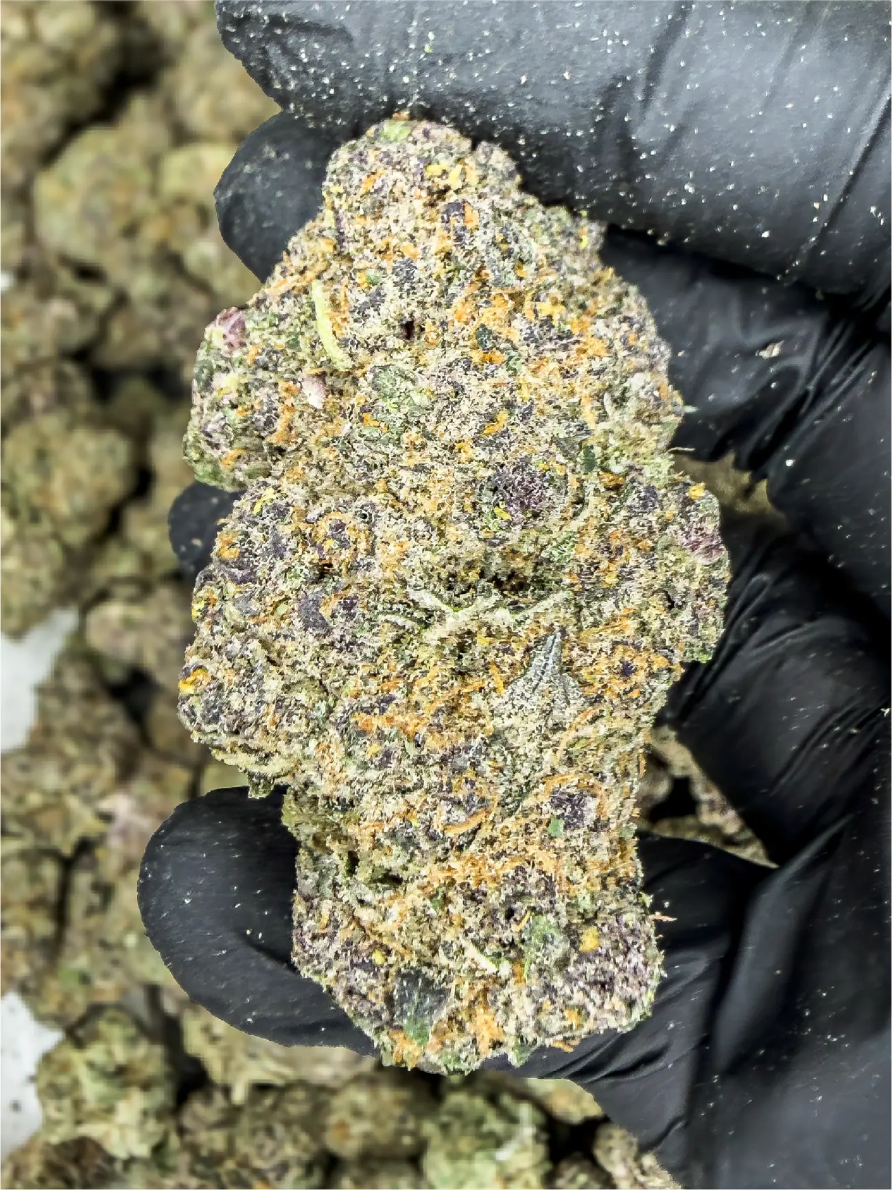 Black Mamba premium medical cannabis flower, close up 1, Idol Farm Thailand