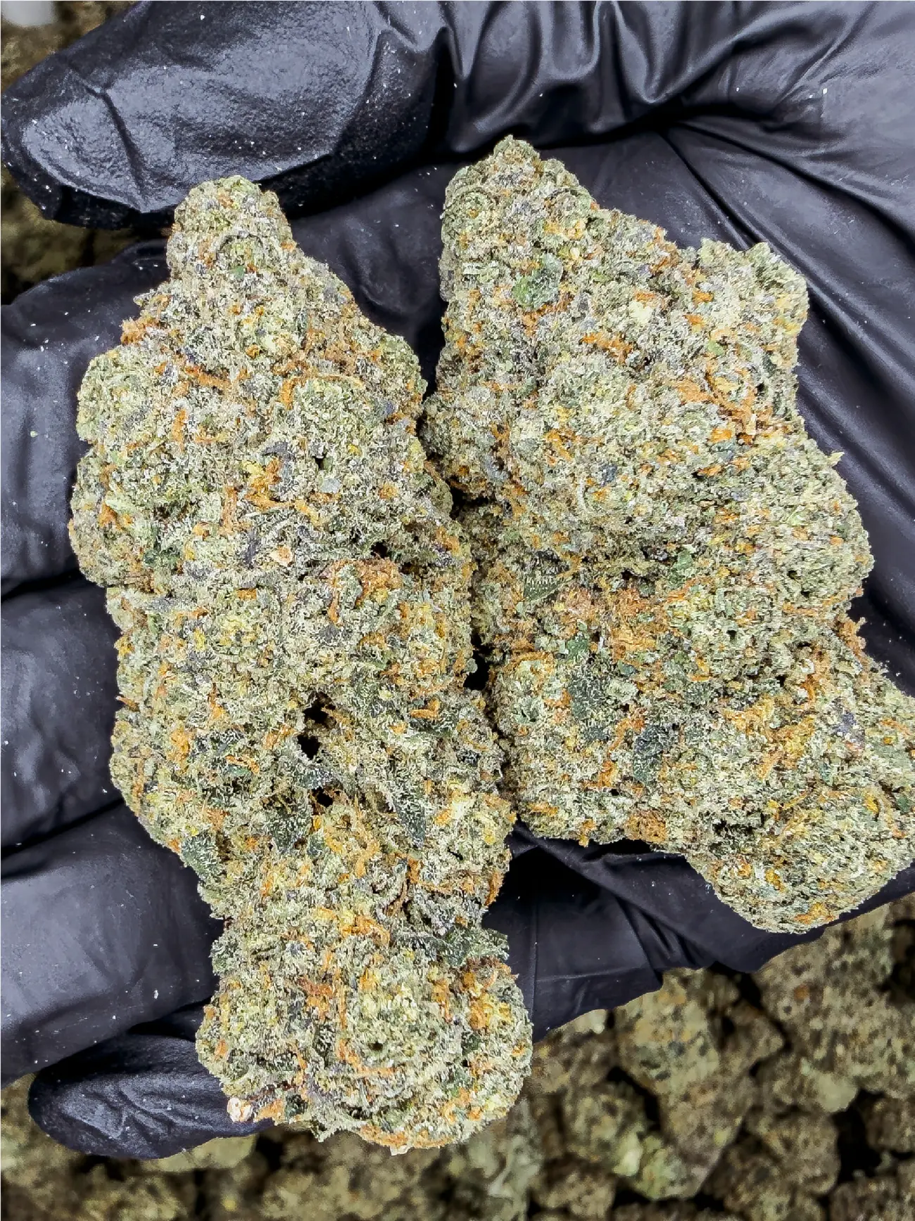 Black Mamba premium medical cannabis flower, close up 2, Idol Farm Thailand