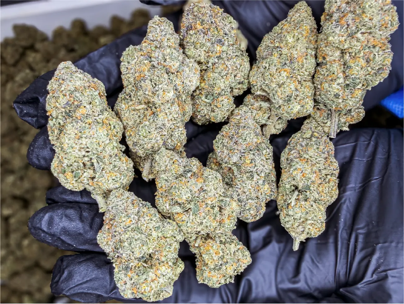 Black Mamba premium medical cannabis flower, close up 3, Idol Farm Thailand
