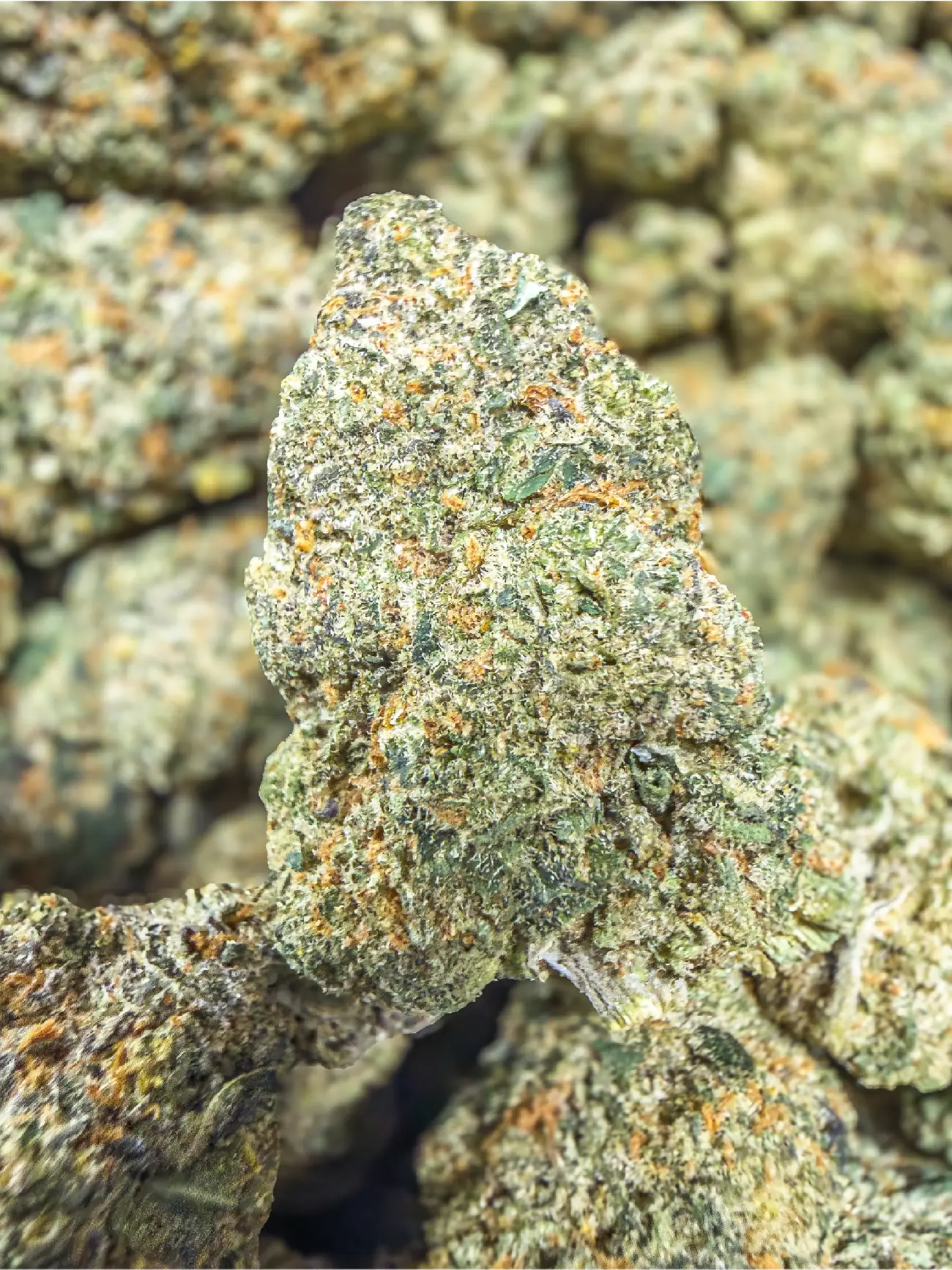 Black Mamba premium medical cannabis flower, close up 4, Idol Farm Thailand