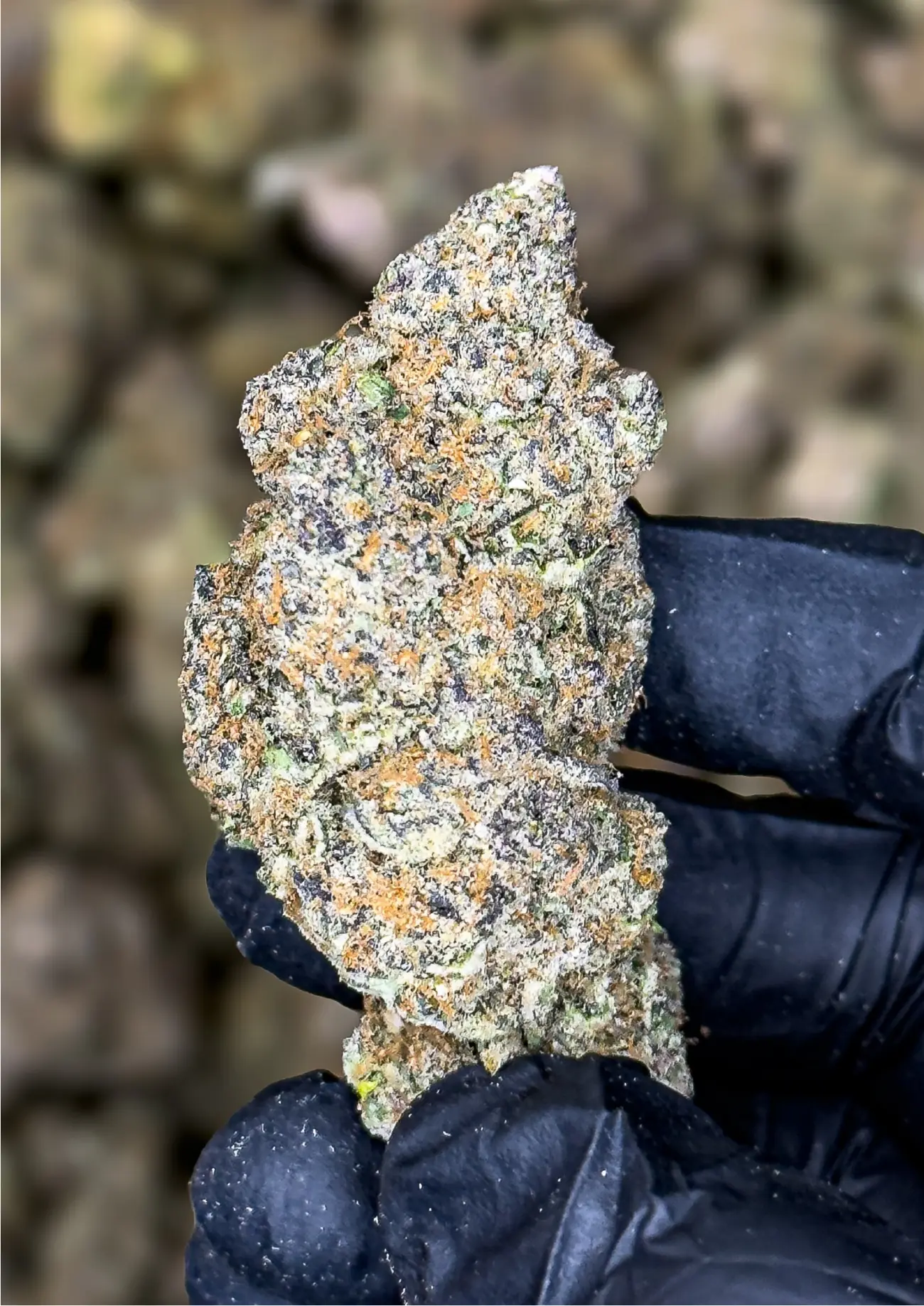 Blue Pave premium medical cannabis flower, close up 1, Idol Farm Thailand