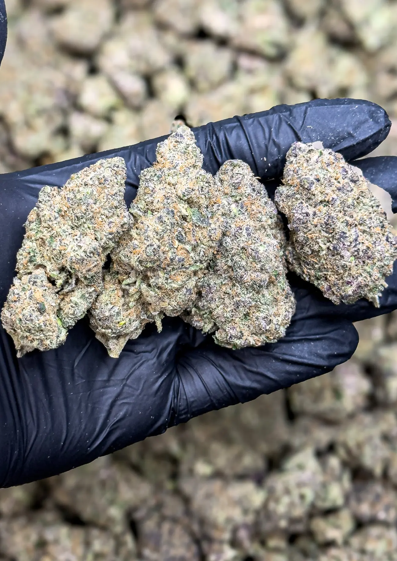 Blue Pave premium medical cannabis flower, close up 2, Idol Farm Thailand