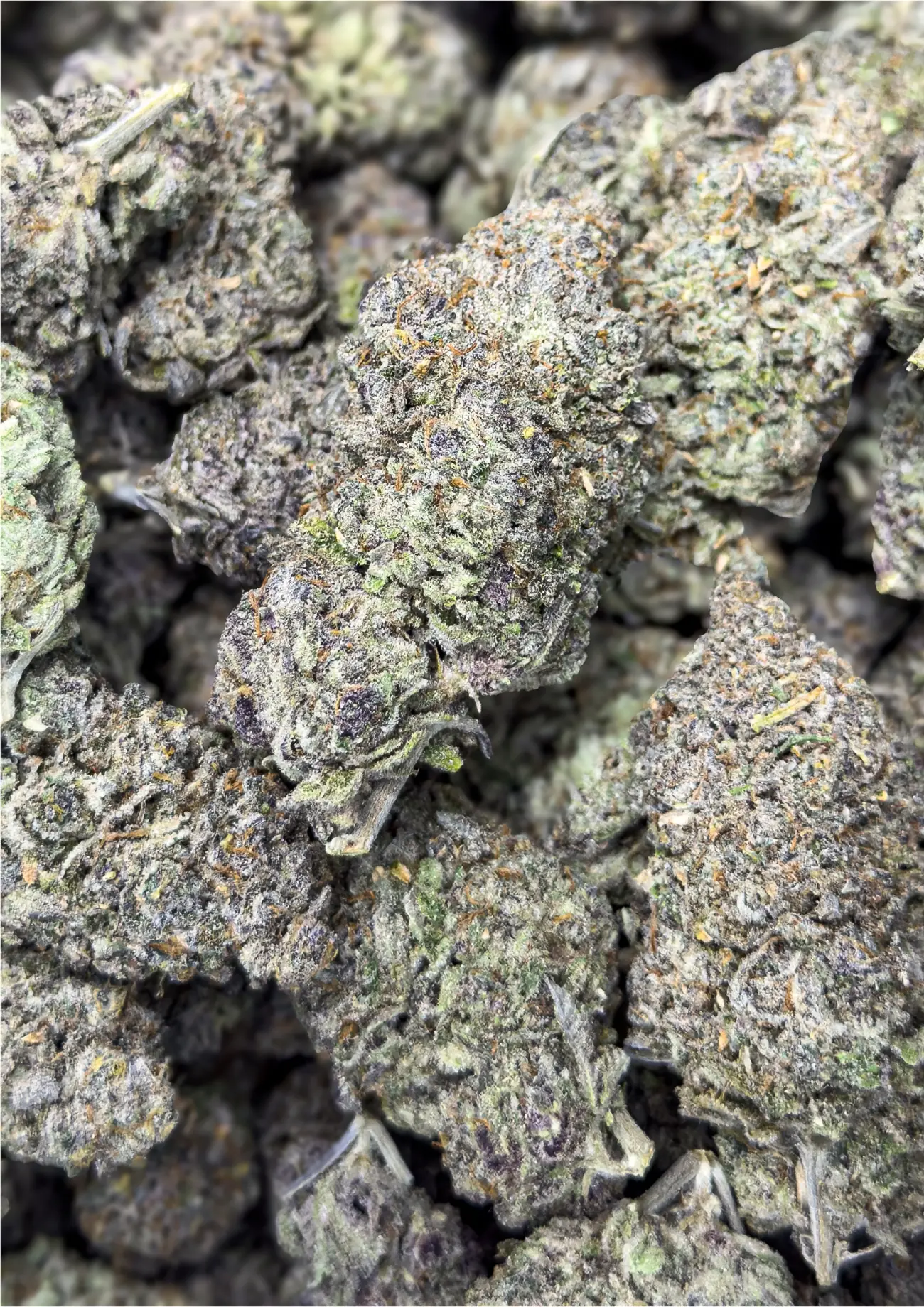 Blue Pave premium medical cannabis flower, close up 3, Idol Farm Thailand