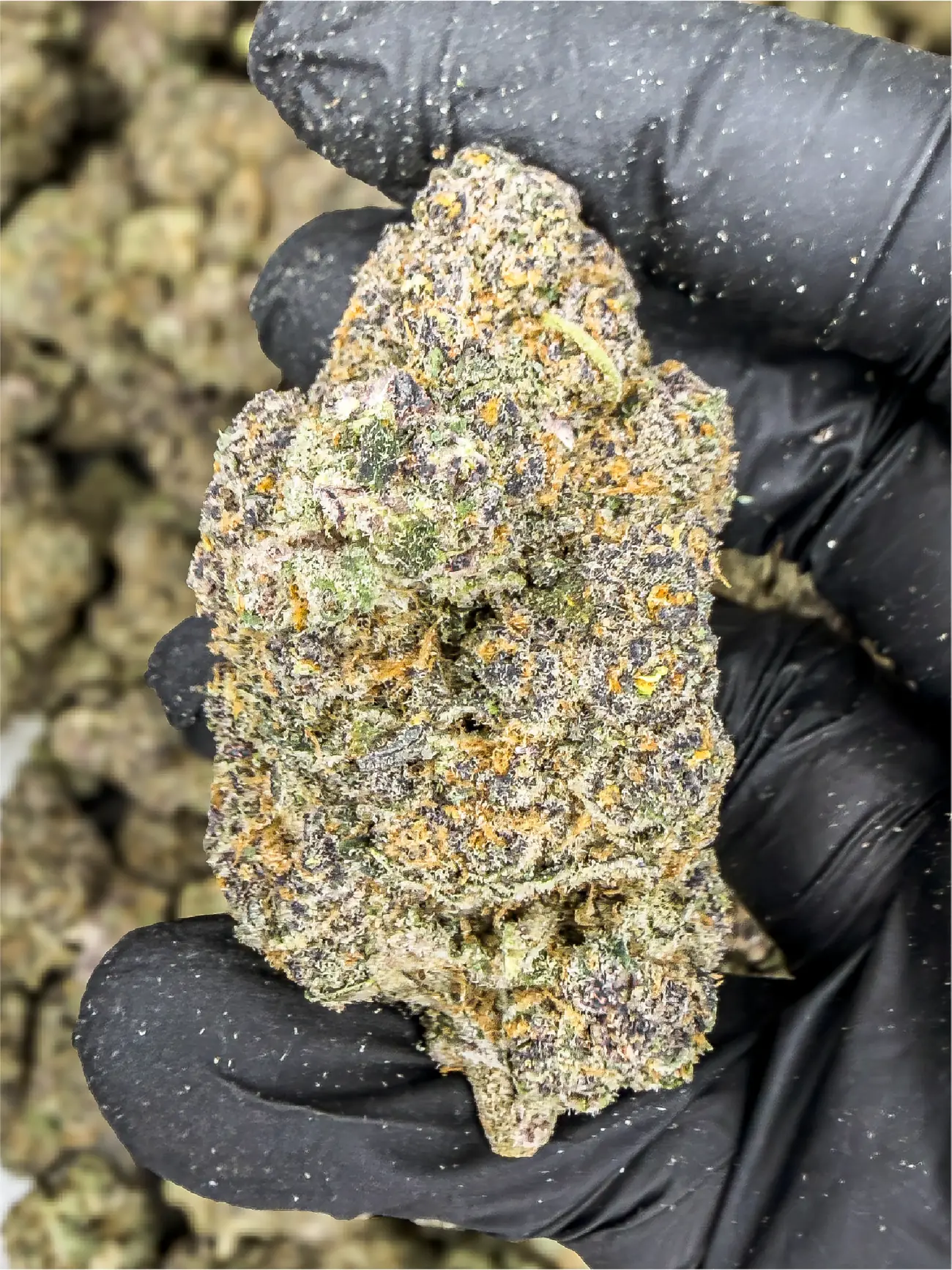 Cereal Milk premium medical cannabis flower, close up 1, Idol Farm Thailand