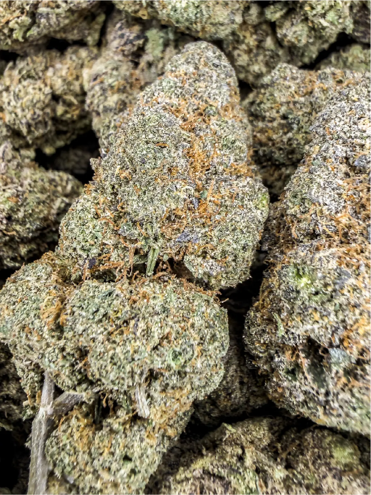 Cereal Milk premium medical cannabis flower, close up 2, Idol Farm Thailand