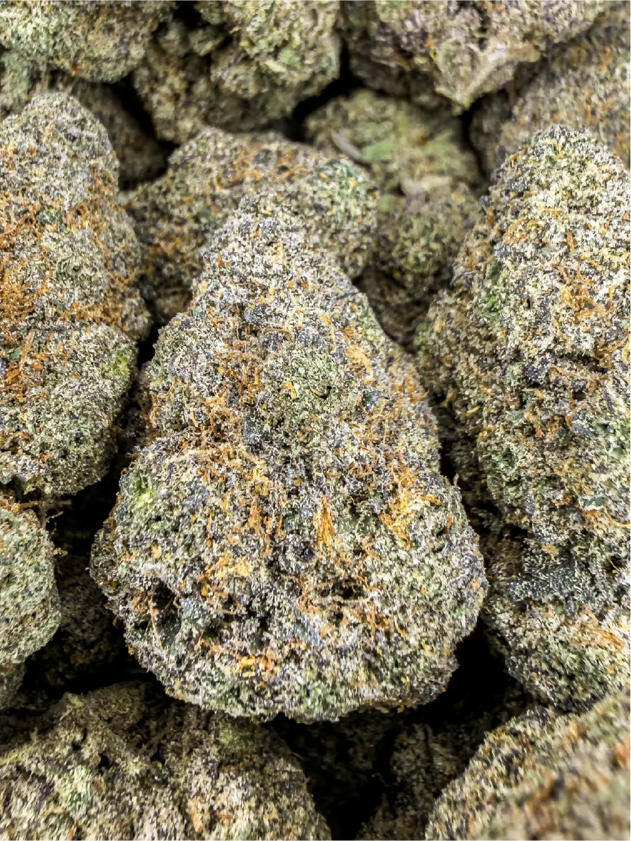 Cereal Milk premium medical cannabis flower, close up 3, Idol Farm Thailand