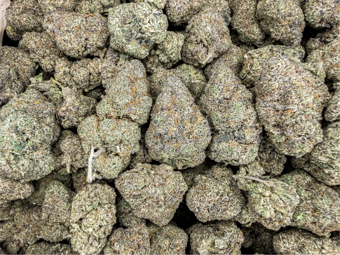 Cereal Milk premium medical cannabis flower, close up 4, Idol Farm Thailand