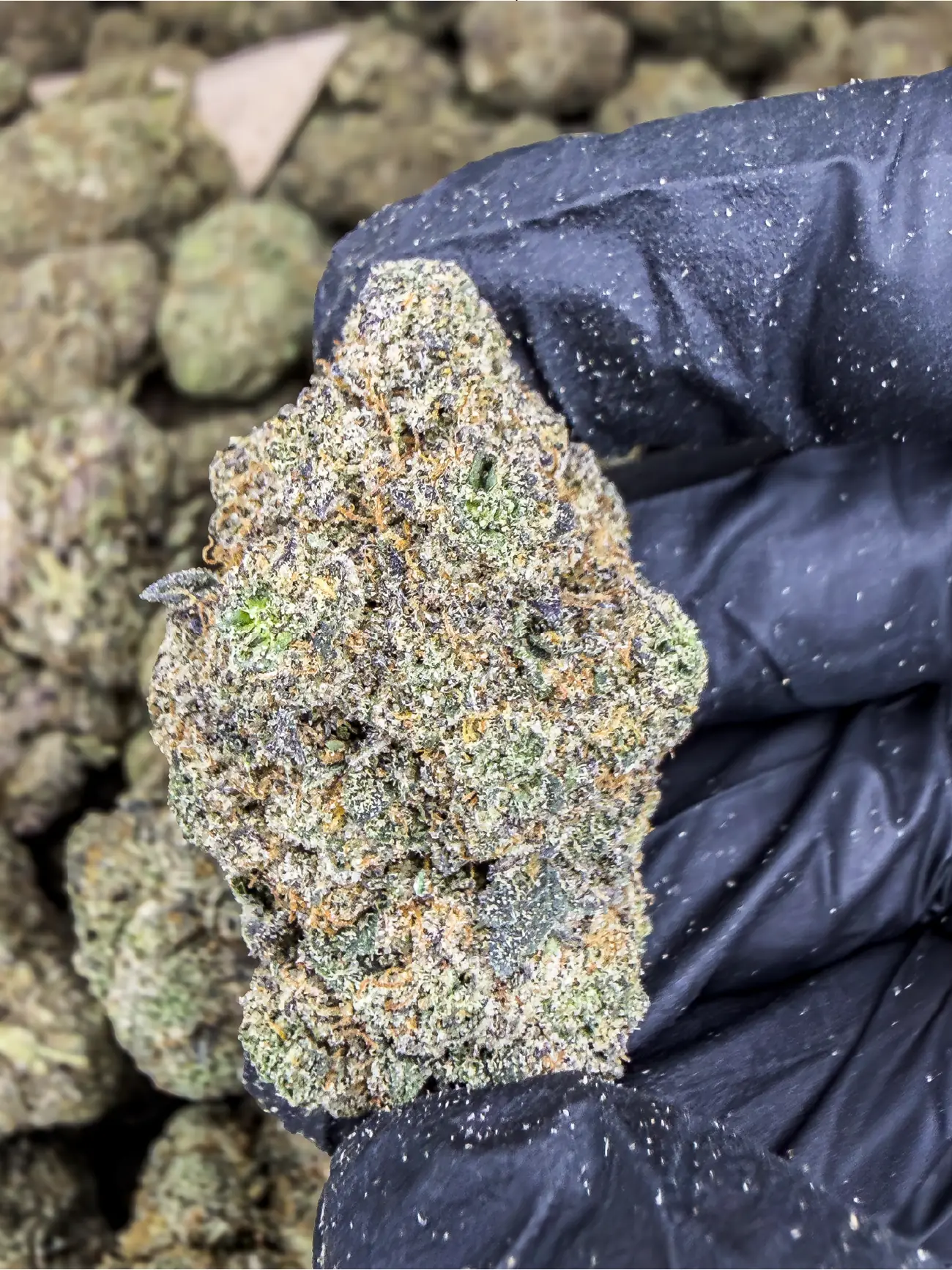 Frosty Papaya Pie premium medical cannabis flower, close up 1, Idol Farm Thailand