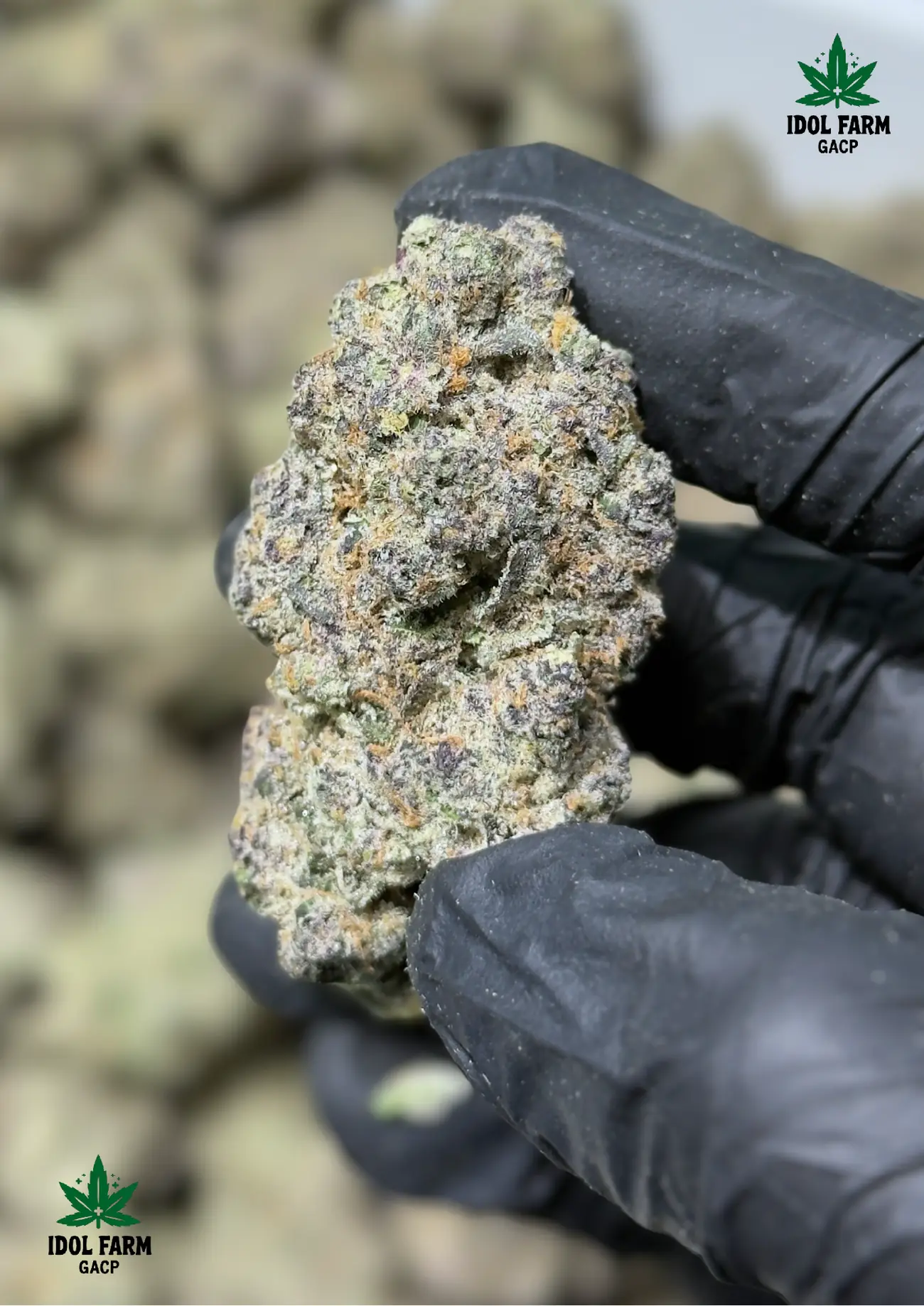 Frosty Papaya Pie premium medical cannabis flower, close up 2, Idol Farm Thailand