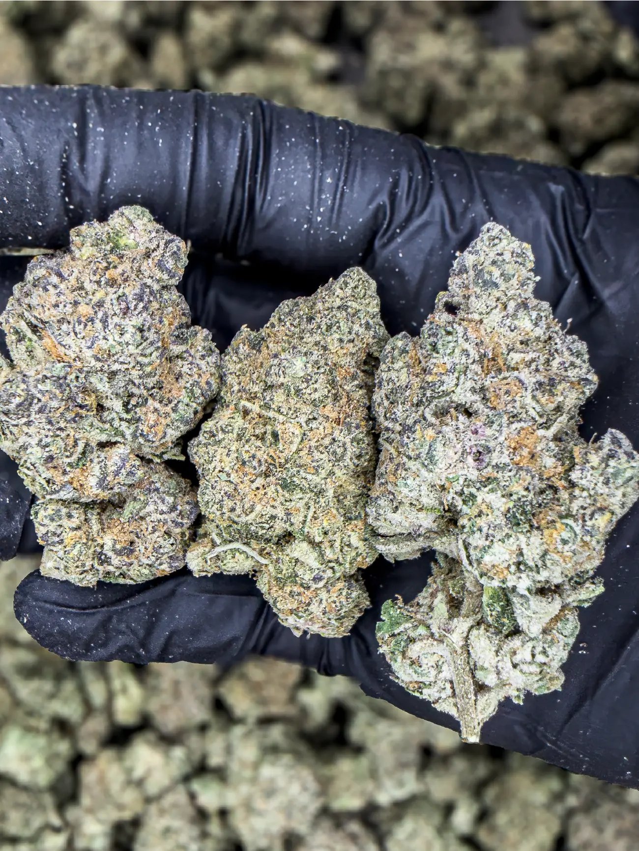 Frosty Papaya Pie premium medical cannabis flower, close up 3, Idol Farm Thailand