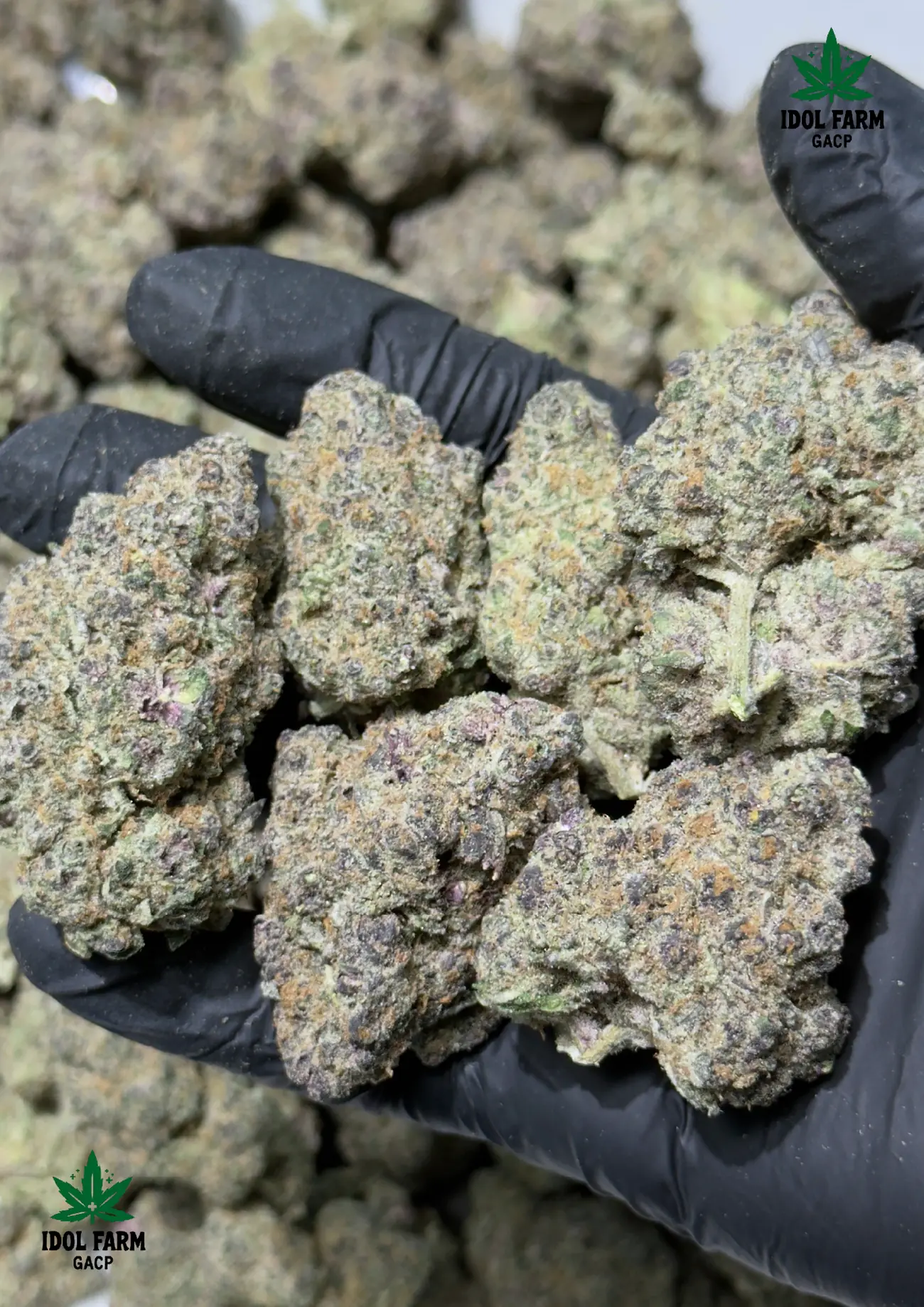 Frosty Papaya Pie premium medical cannabis flower, close up 4, Idol Farm Thailand