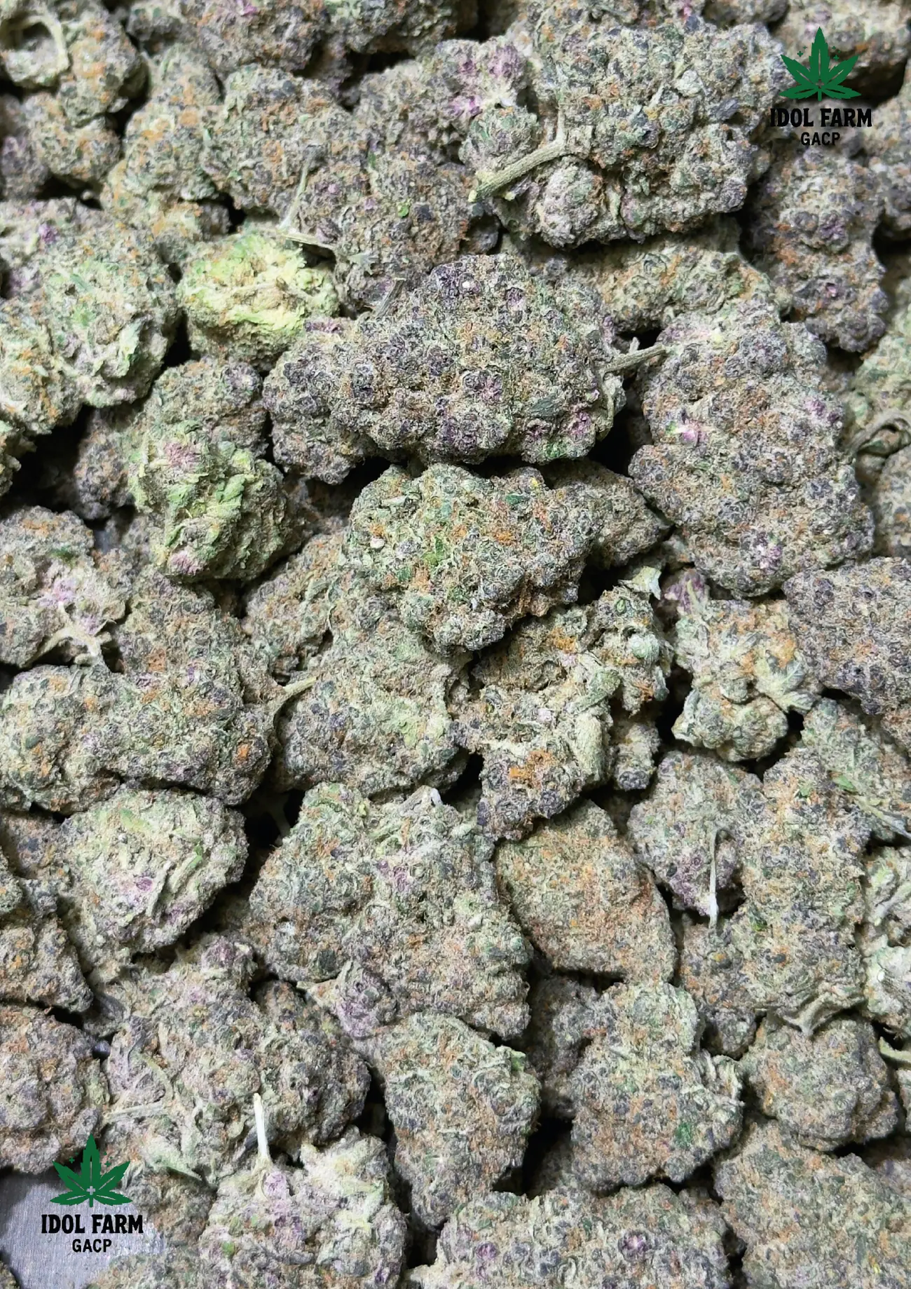 Frosty Papaya Pie premium medical cannabis flower, close up 5, Idol Farm Thailand
