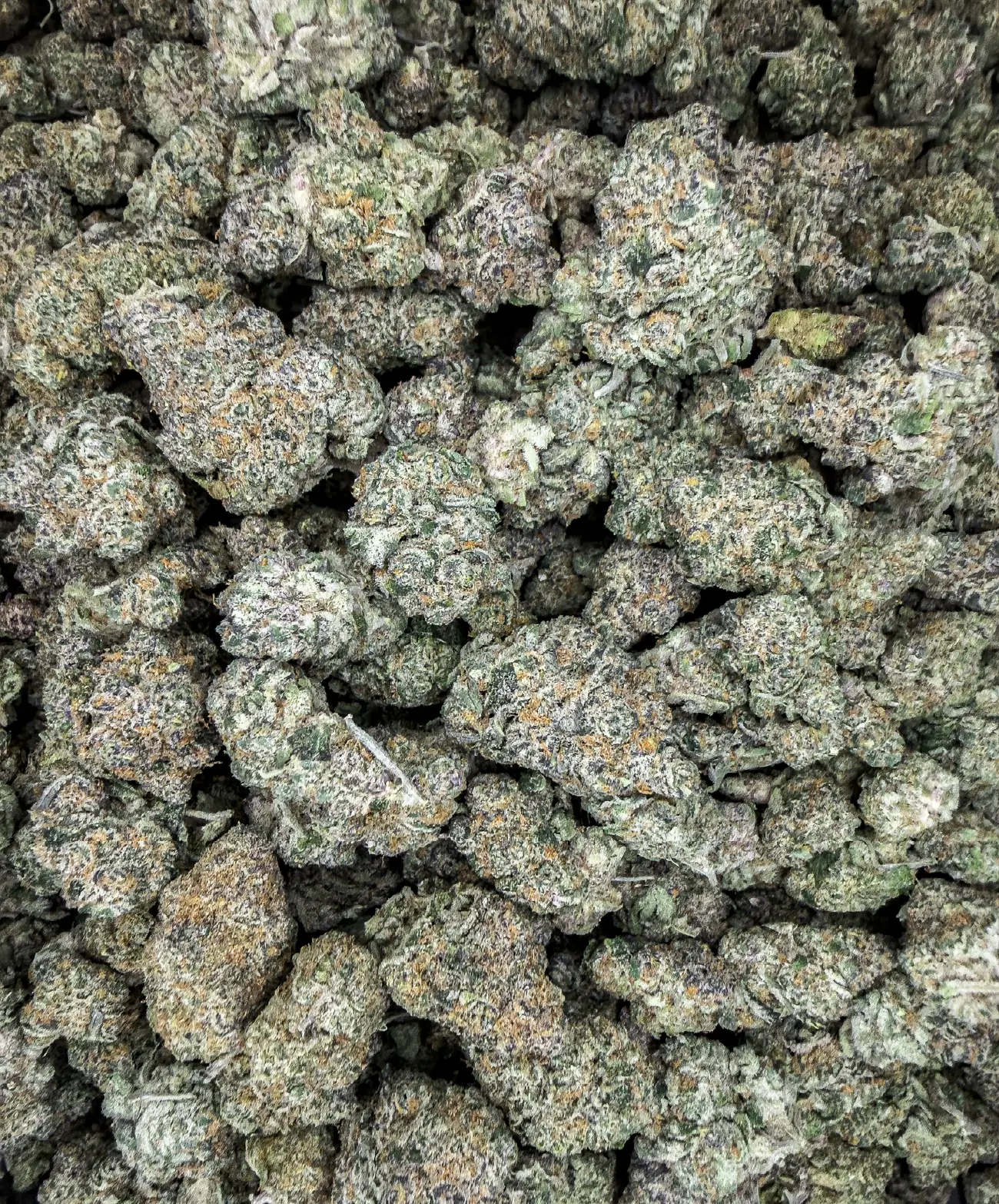 Frosty Papaya Pie premium medical cannabis flower, close up 6, Idol Farm Thailand