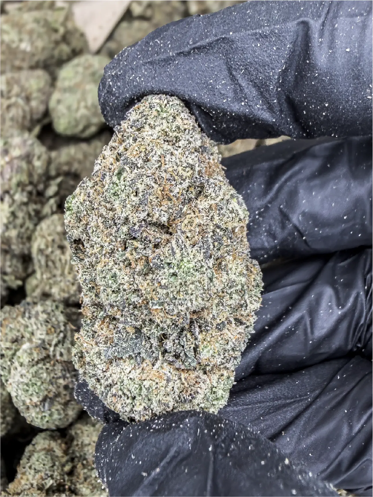 Frosty Sour Diesel premium medical cannabis flower, close up 1, Idol Farm Thailand