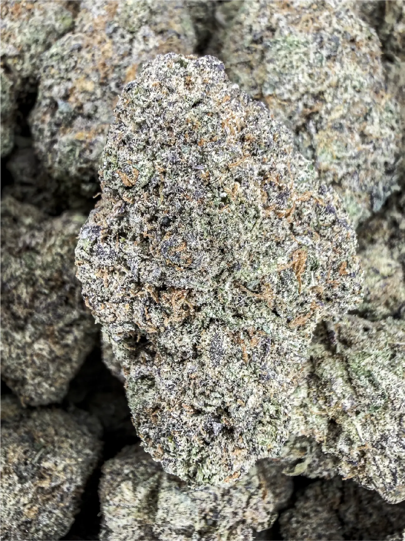Frosty Sour Diesel premium medical cannabis flower, close up 3, Idol Farm Thailand