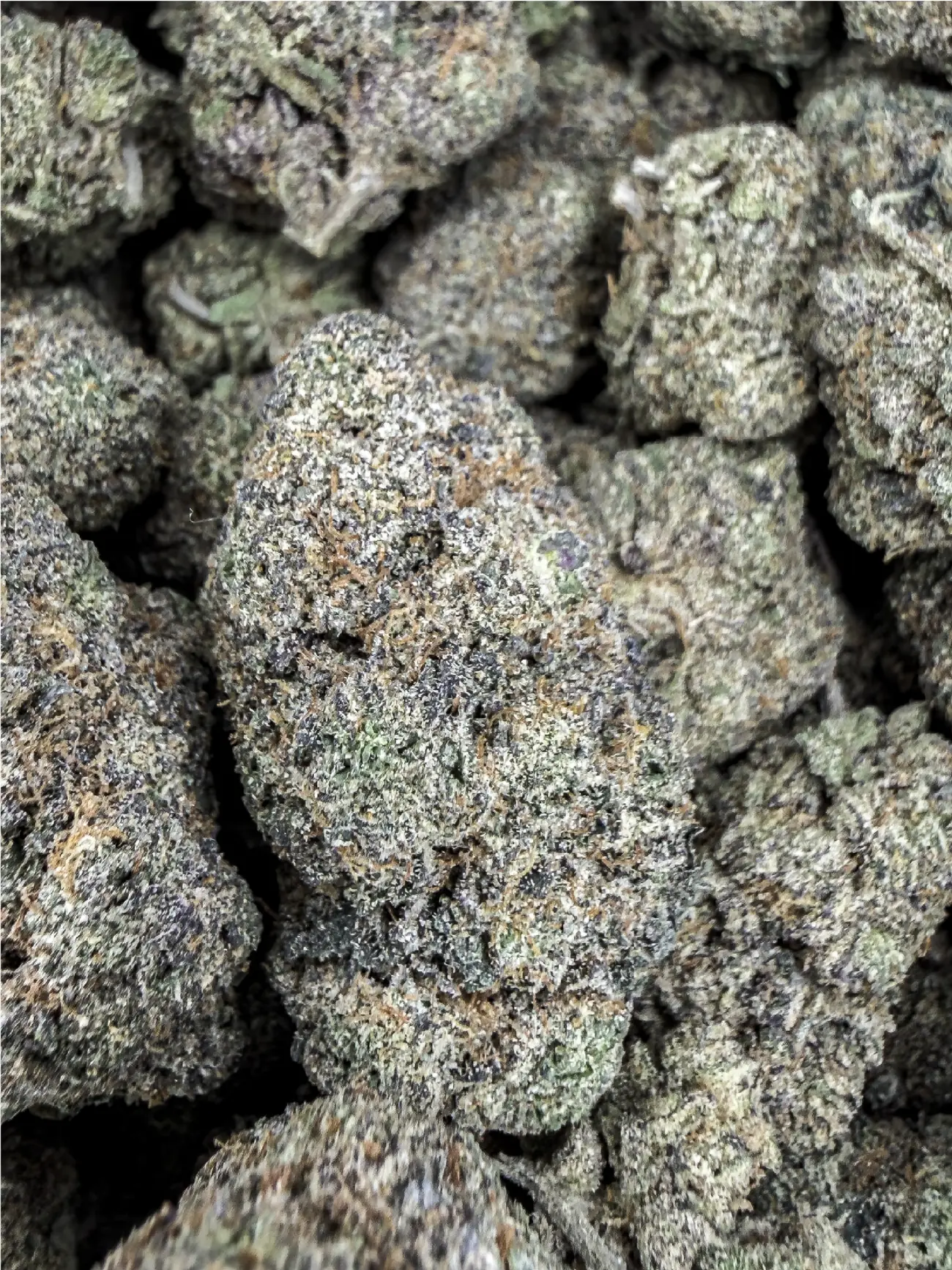 Frosty Sour Diesel premium medical cannabis flower, close up 4, Idol Farm Thailand