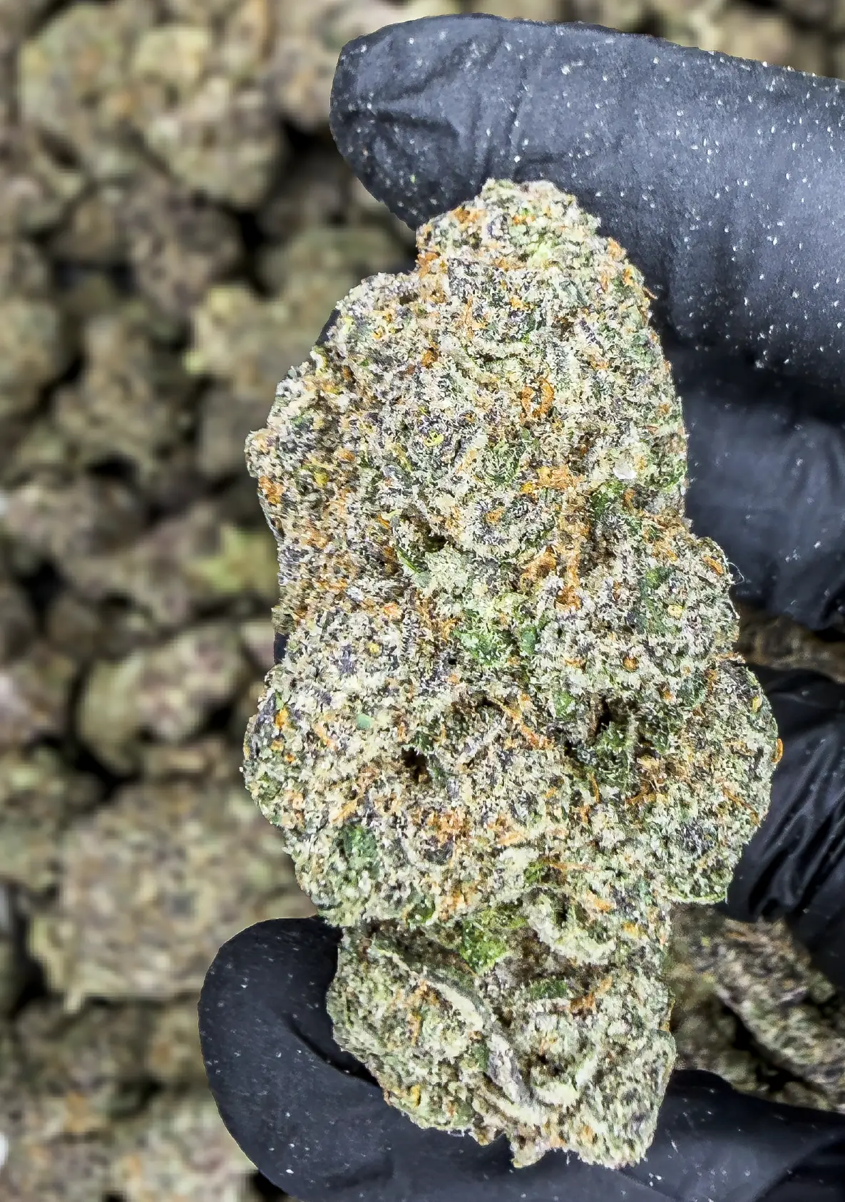 Mac Stomper premium medical cannabis flower, close up 1, Idol Farm Thailand