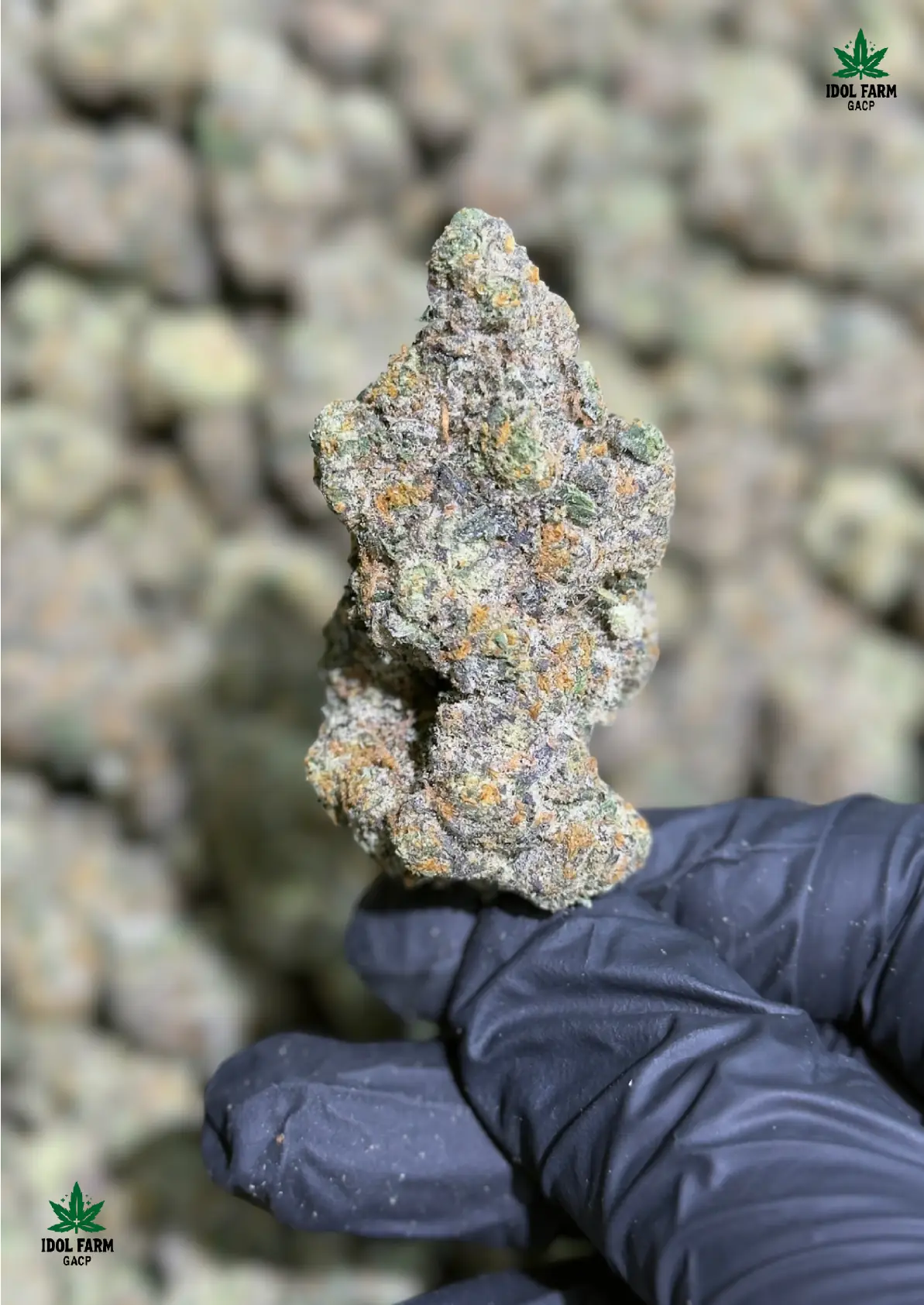 Mac Stomper premium medical cannabis flower, close up 2, Idol Farm Thailand