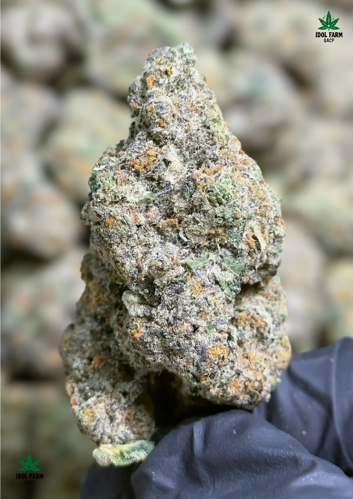 Mac Stomper premium medical cannabis flower, close up 3, Idol Farm Thailand