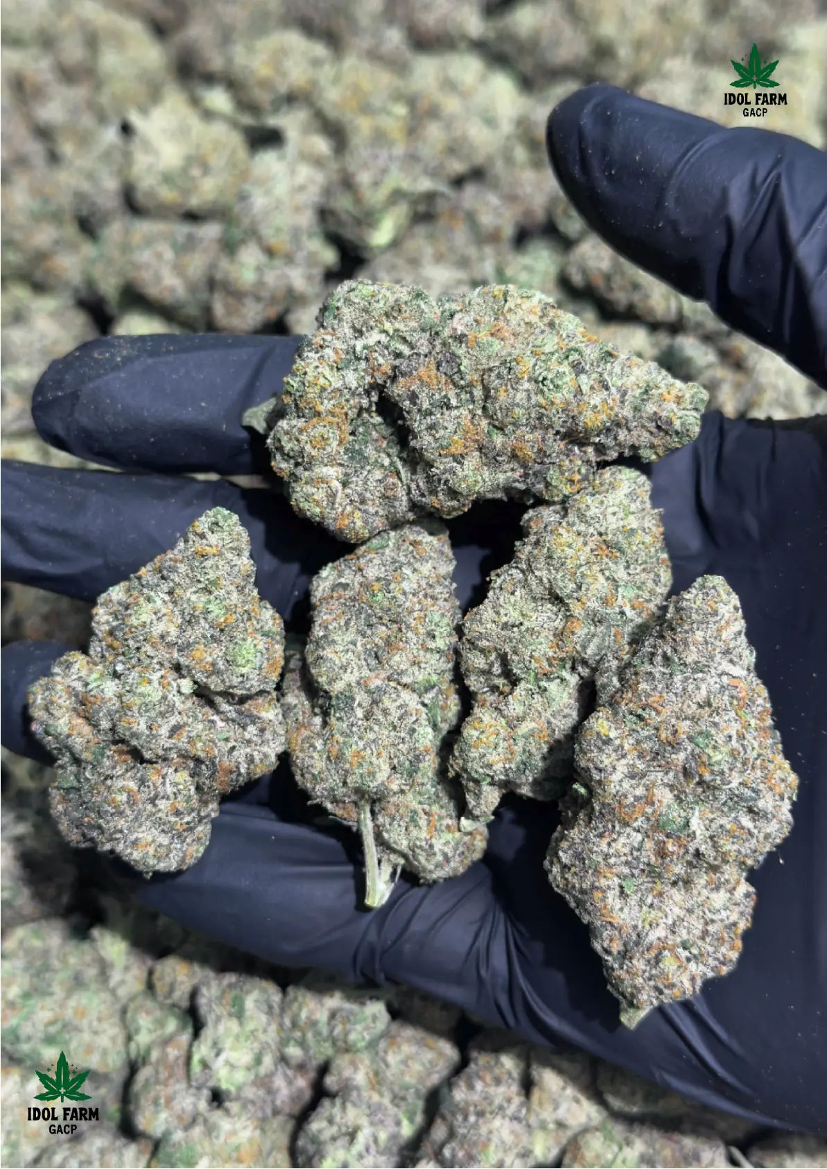 Mac Stomper premium medical cannabis flower, close up 4, Idol Farm Thailand
