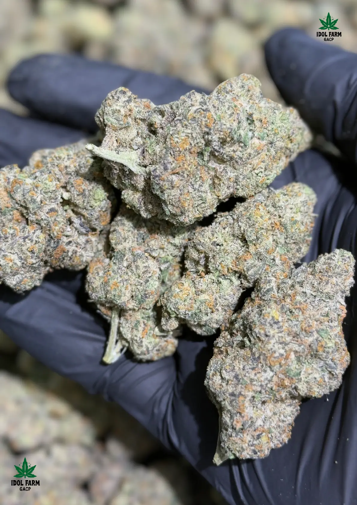 Mac Stomper premium medical cannabis flower, close up 5, Idol Farm Thailand