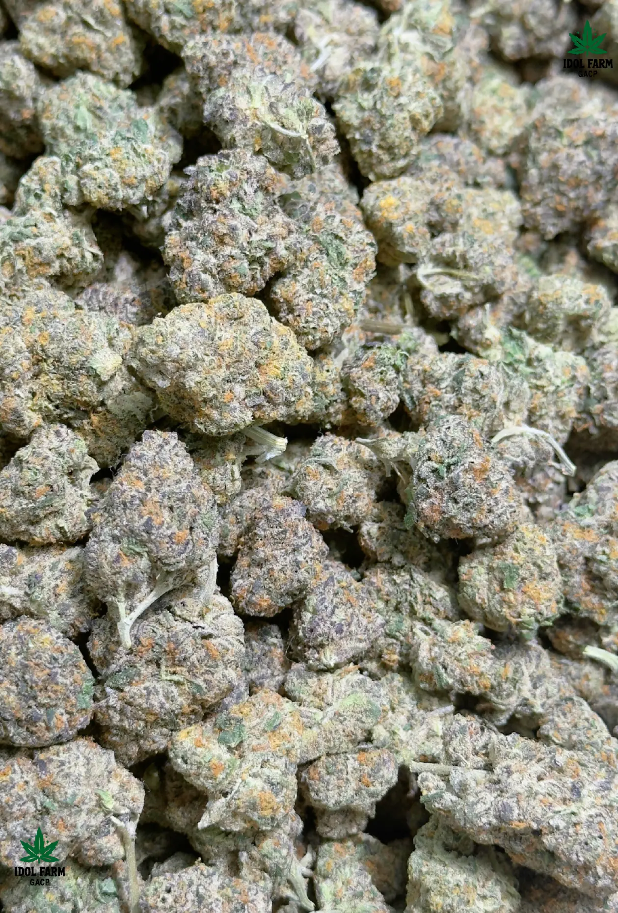 Mac Stomper premium medical cannabis flower, close up 6, Idol Farm Thailand