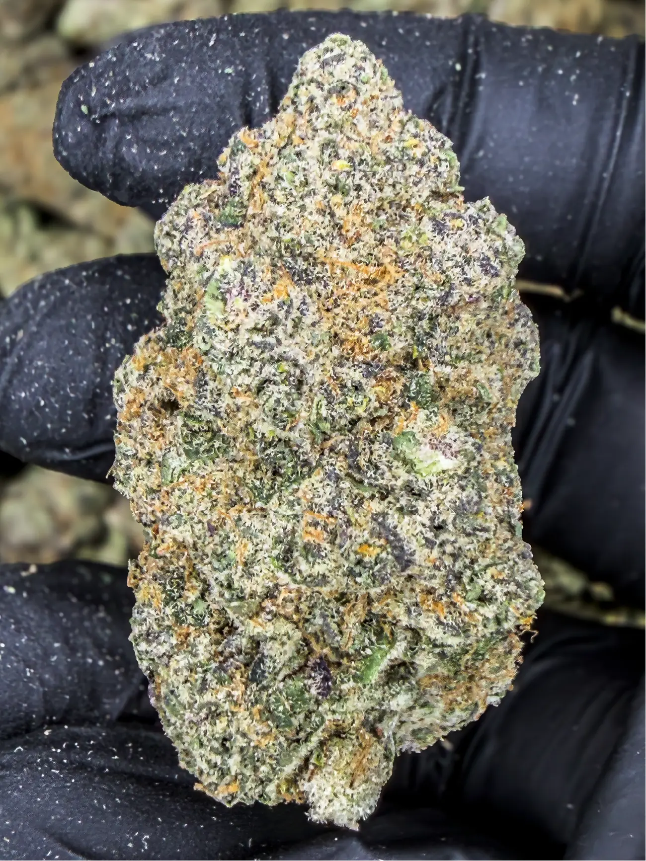 Rozay premium medical cannabis flower, close up 1, Idol Farm Thailand