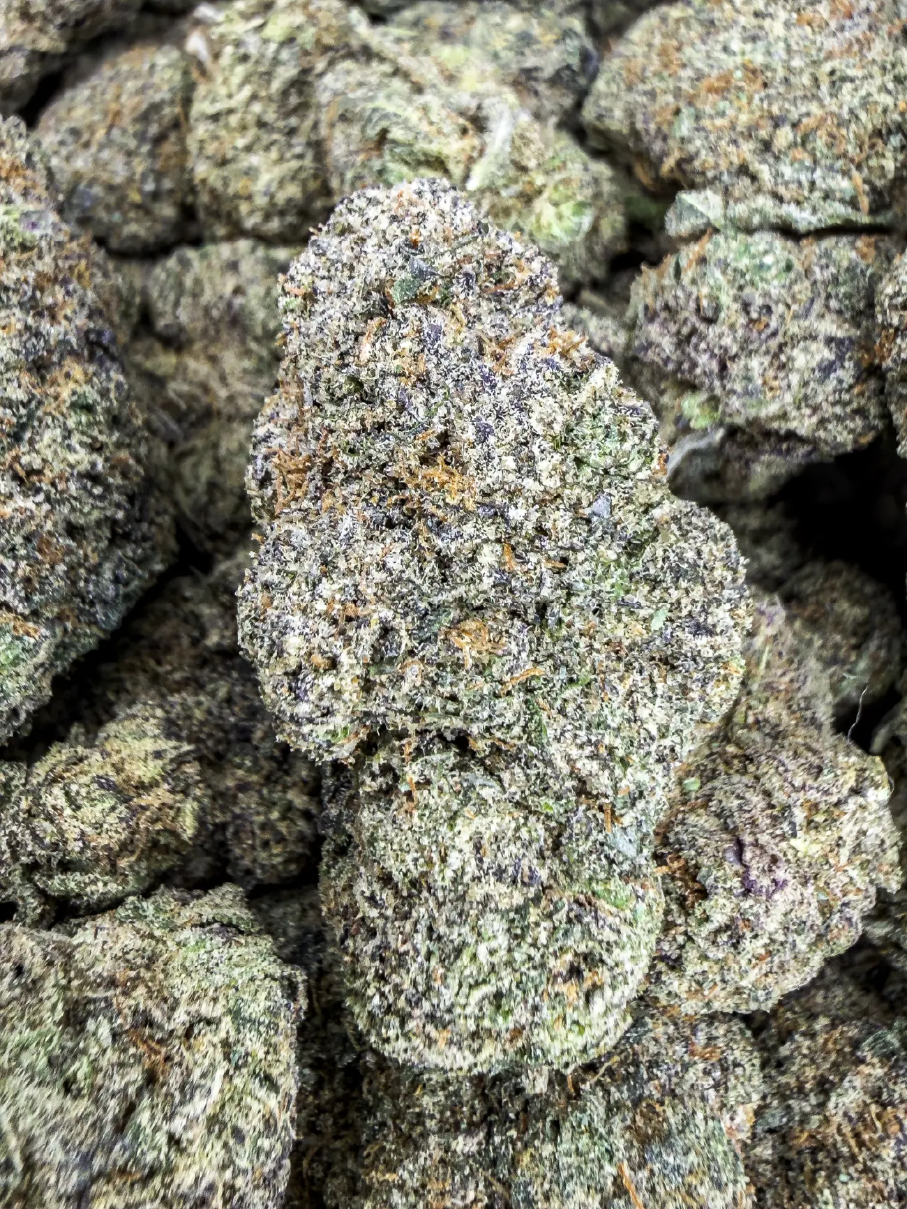 Rozay premium medical cannabis flower, close up 2, Idol Farm Thailand