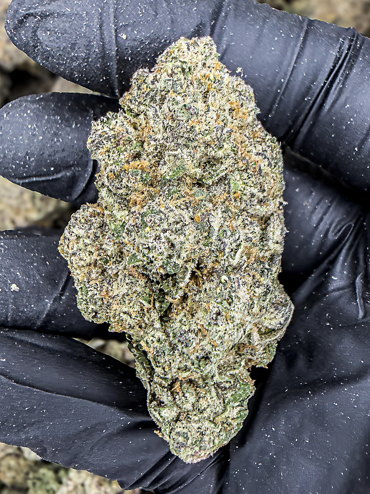 Rozay premium medical cannabis flower, close up 3, Idol Farm Thailand