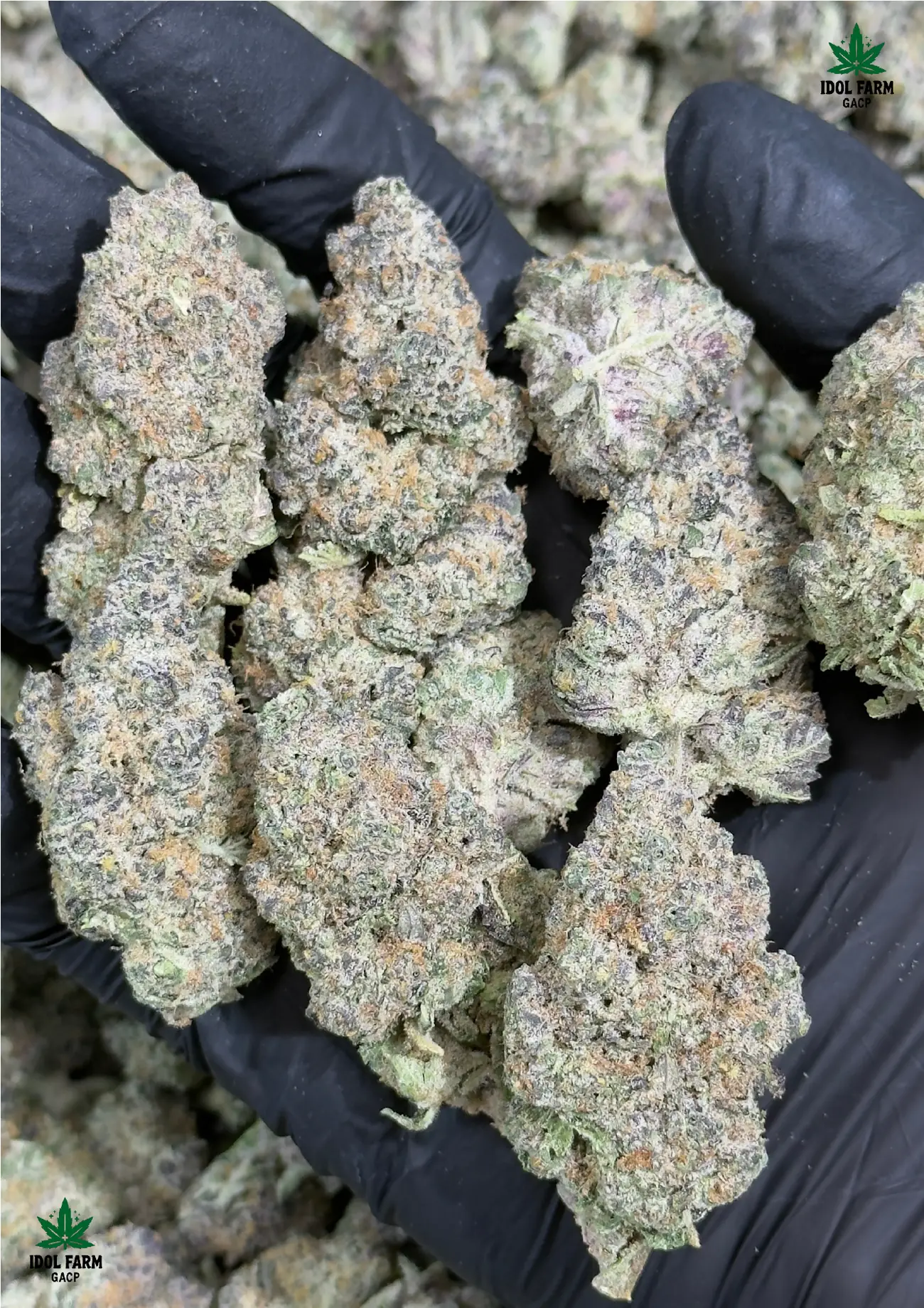 Rozay premium medical cannabis flower, close up 4, Idol Farm Thailand