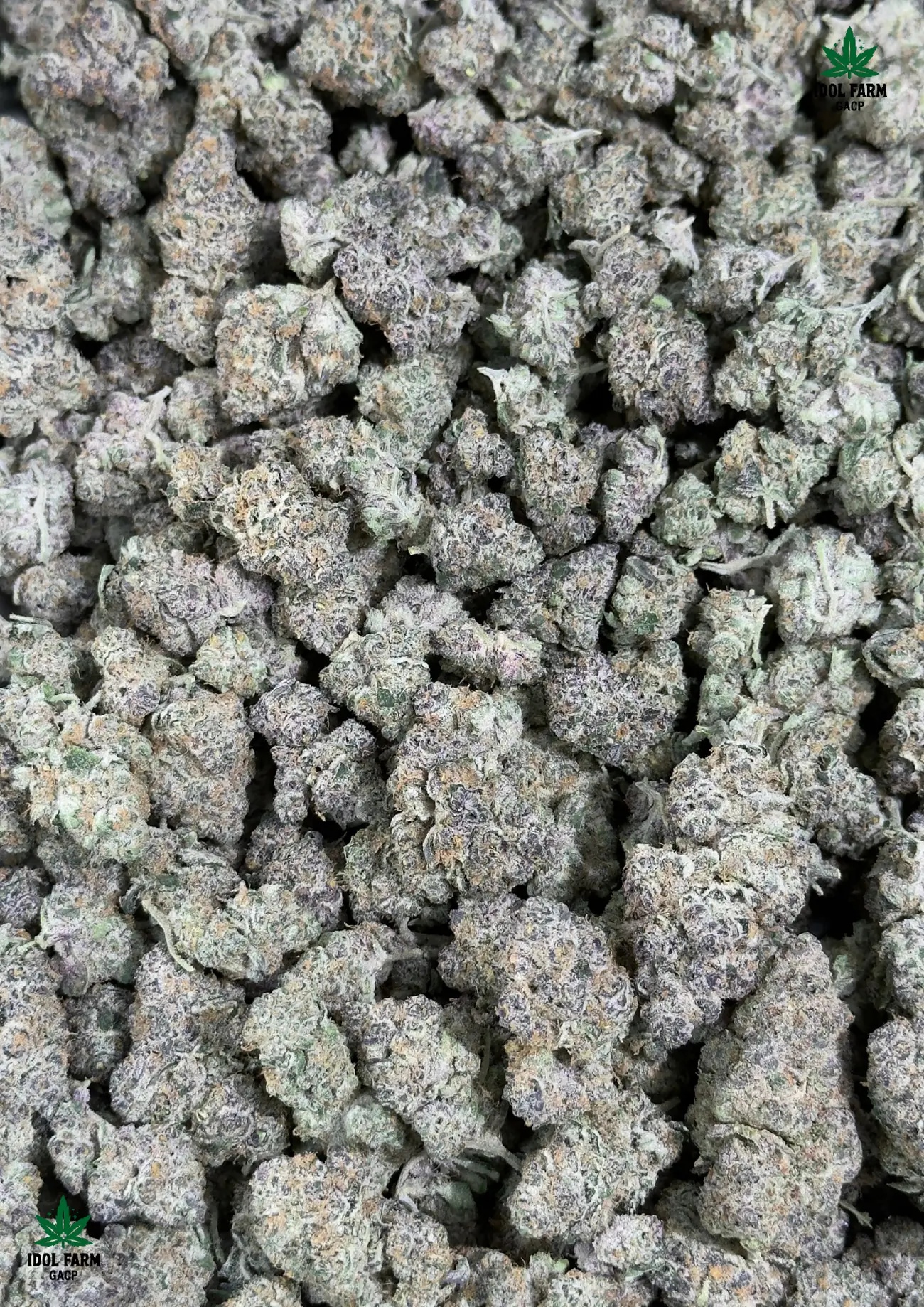 Rozay premium medical cannabis flower, close up 5, Idol Farm Thailand