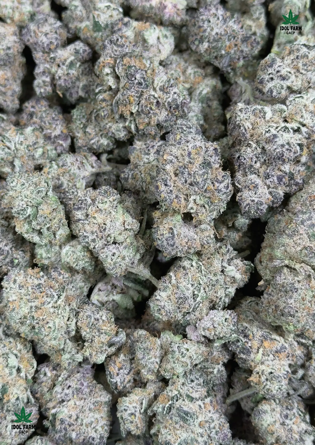 Rozay premium medical cannabis flower, close up 6, Idol Farm Thailand