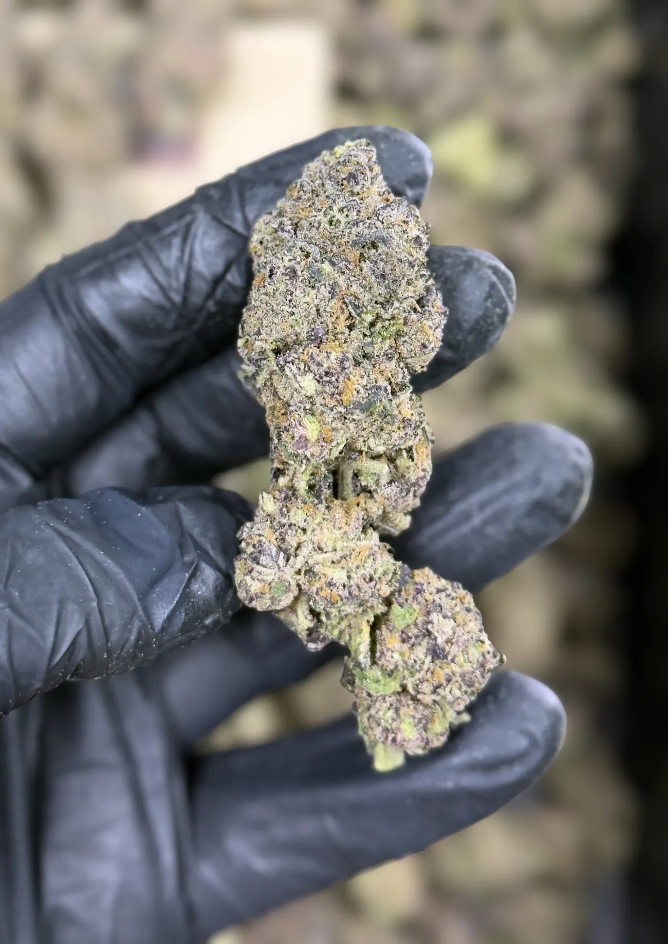 Shadow Neon premium medical cannabis flower, close up 1, Idol Farm Thailand
