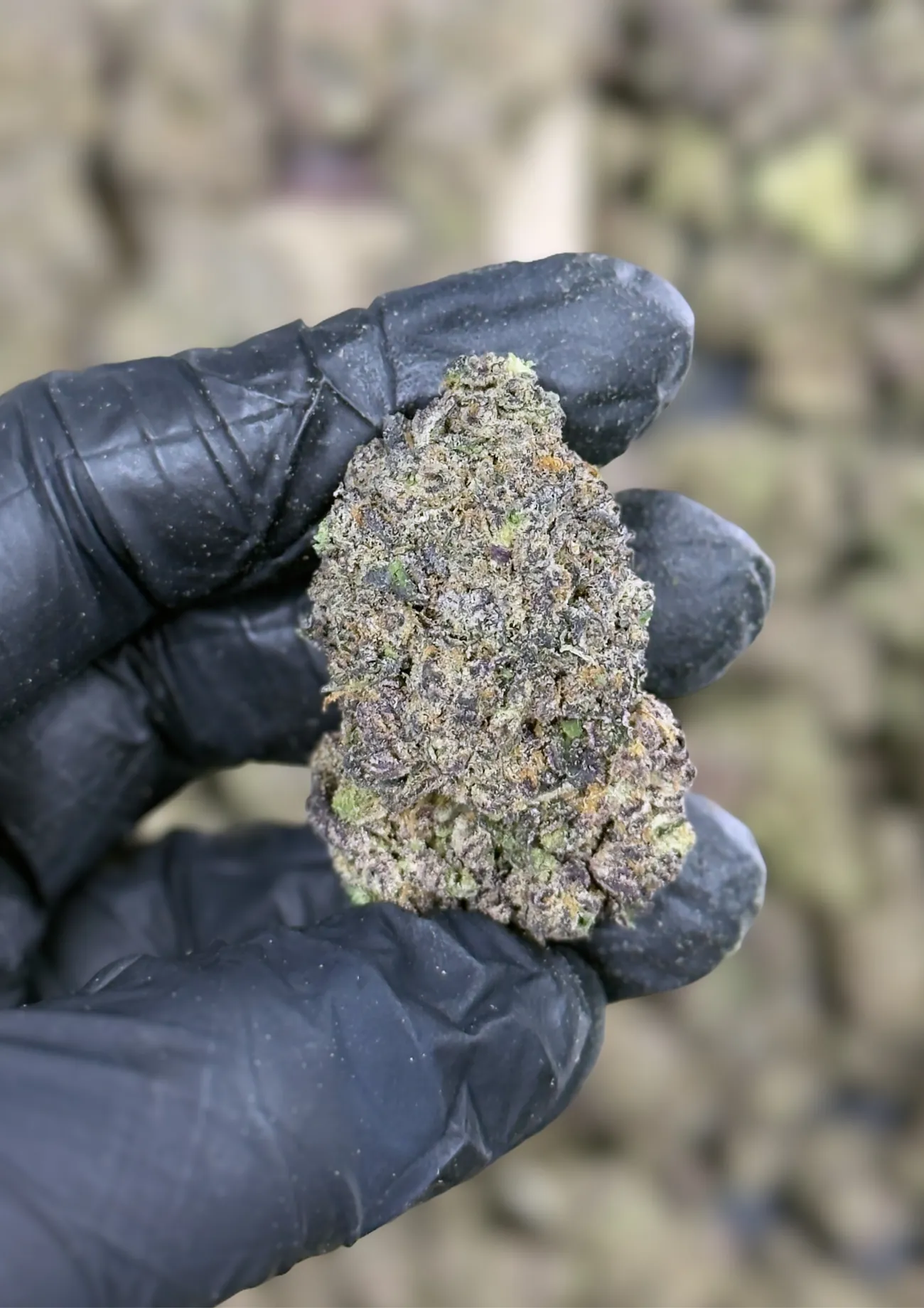 Shadow Neon premium medical cannabis flower, close up 2, Idol Farm Thailand