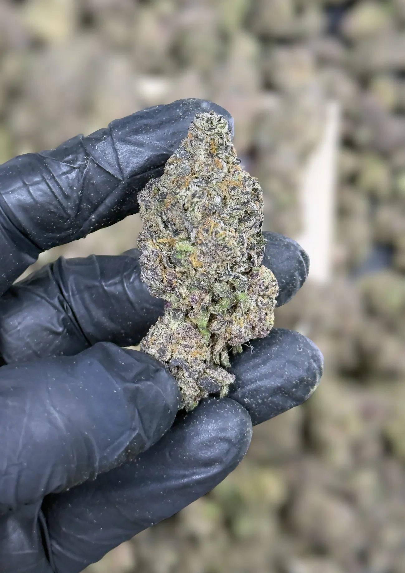 Shadow Neon premium medical cannabis flower, close up 3, Idol Farm Thailand
