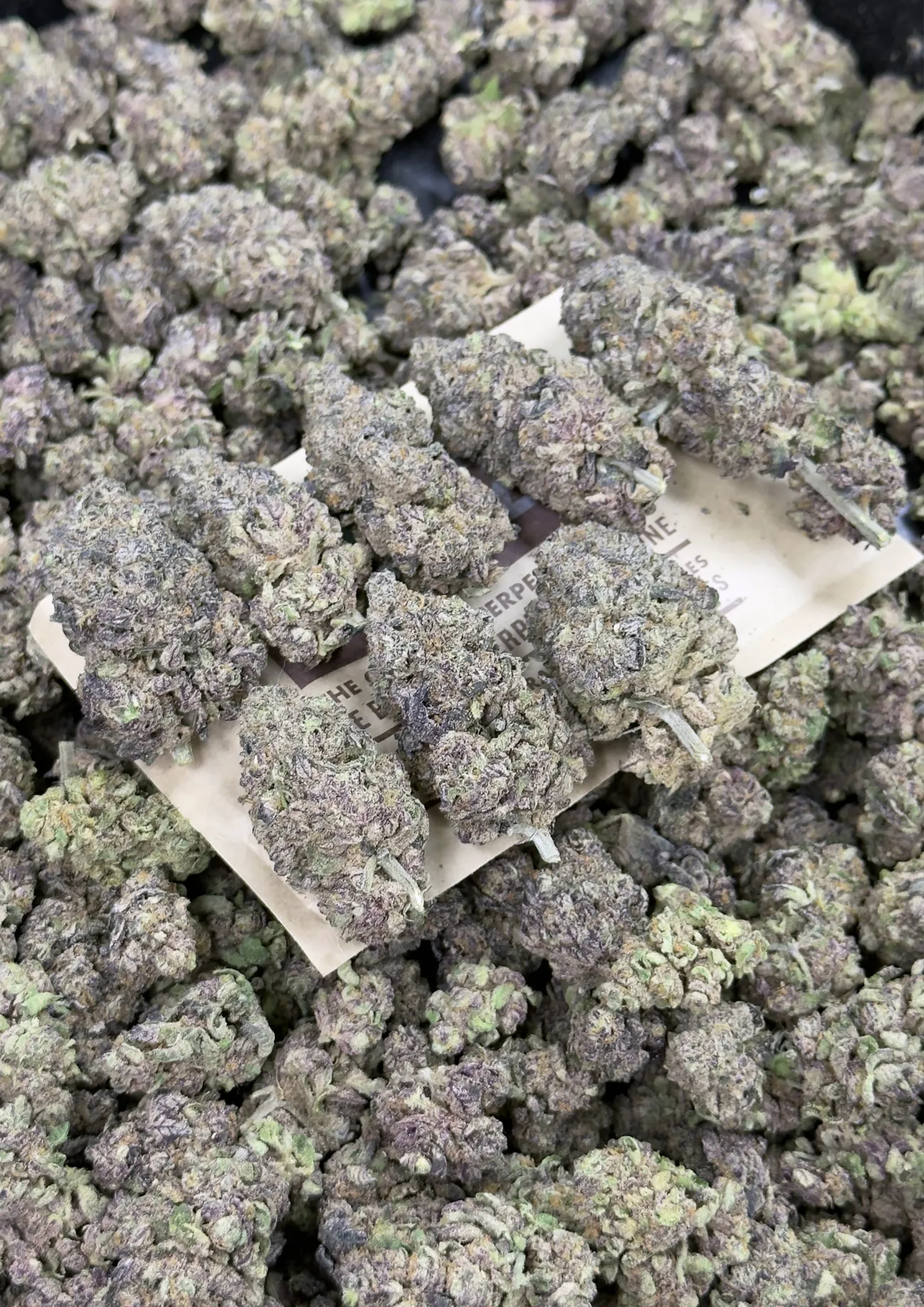 Shadow Neon premium medical cannabis flower, close up 4, Idol Farm Thailand